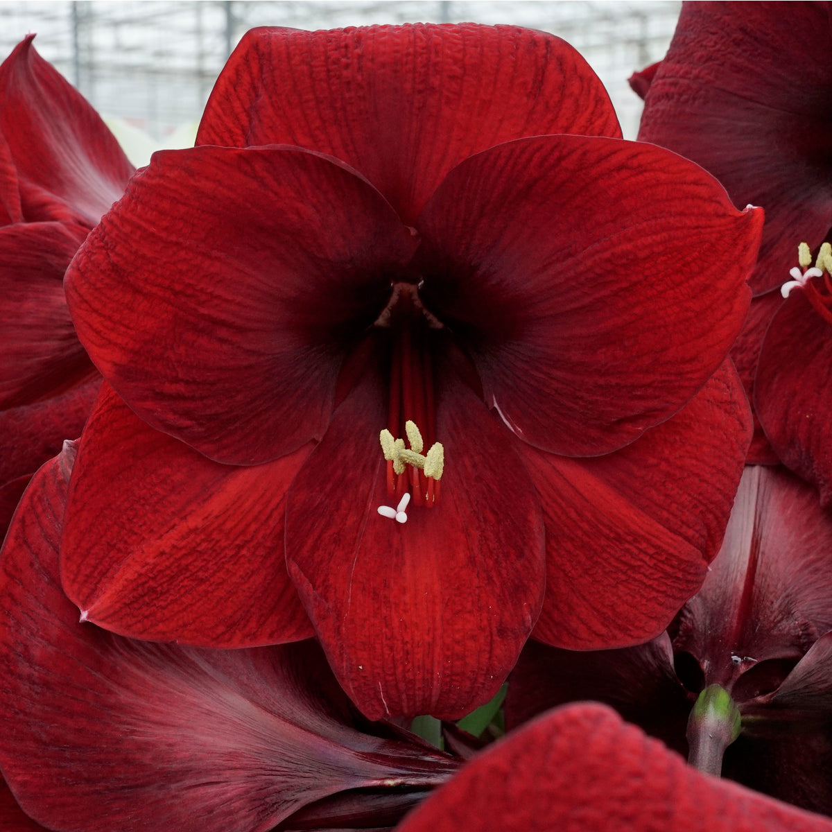 Amaryllis Night Fever