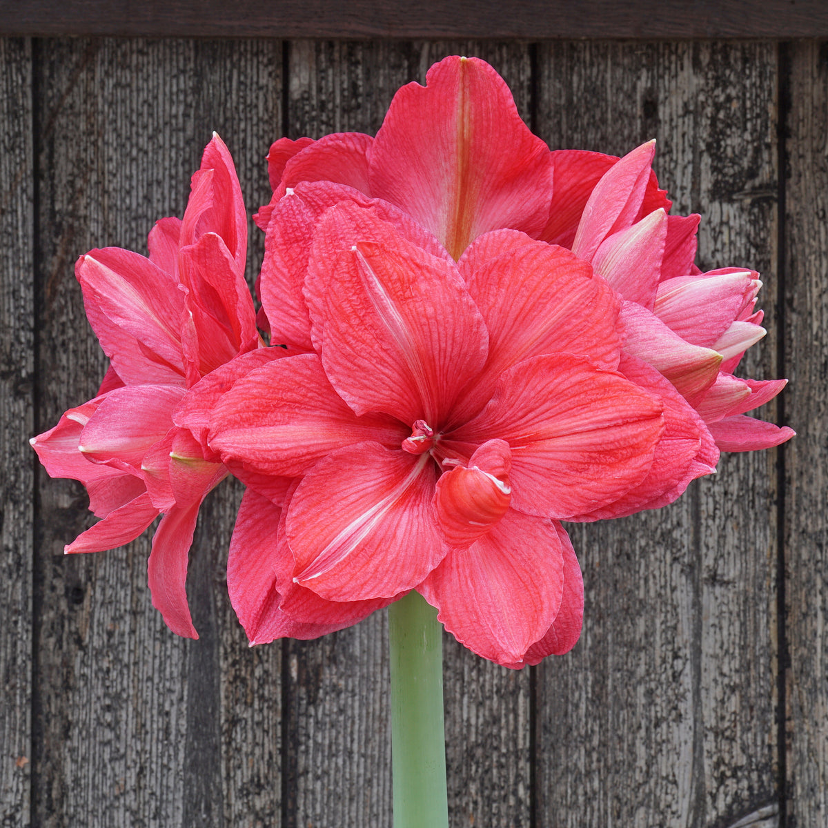Amaryllis Pink Symphony