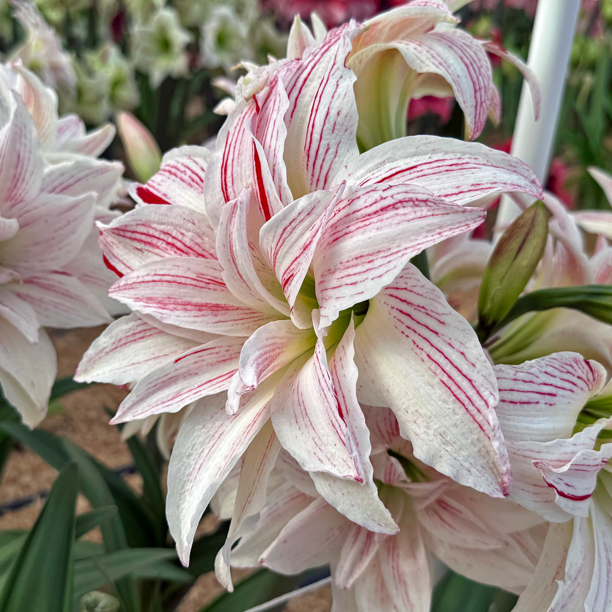 Amaryllis Pretty Amadeus