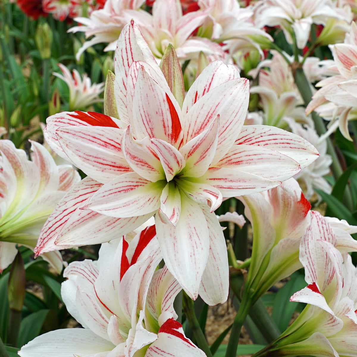 Amaryllis Pretty Amadeus