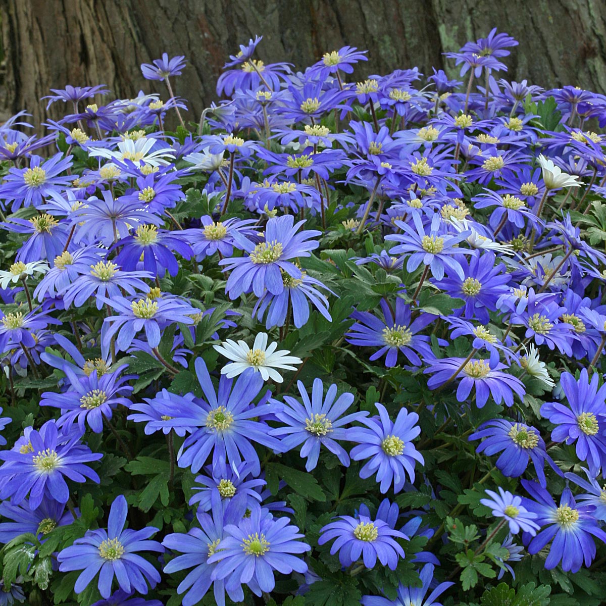 Anemone blanda | Blue and white anemone blanda flowers