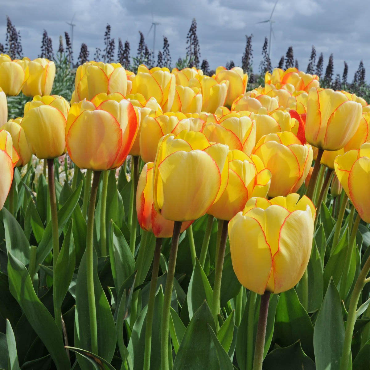 Beauty of Spring