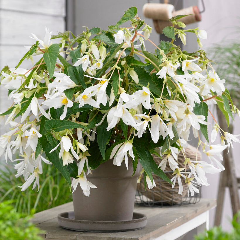 Begonia boliviensis Santa Barbara