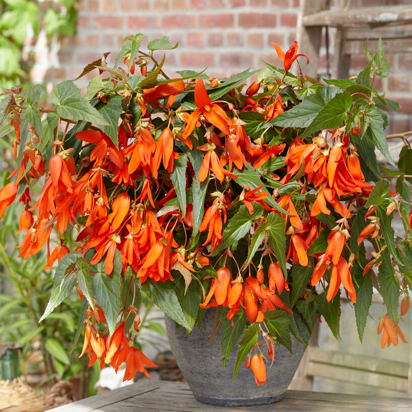 Begonia boliviensis Santa Cruz