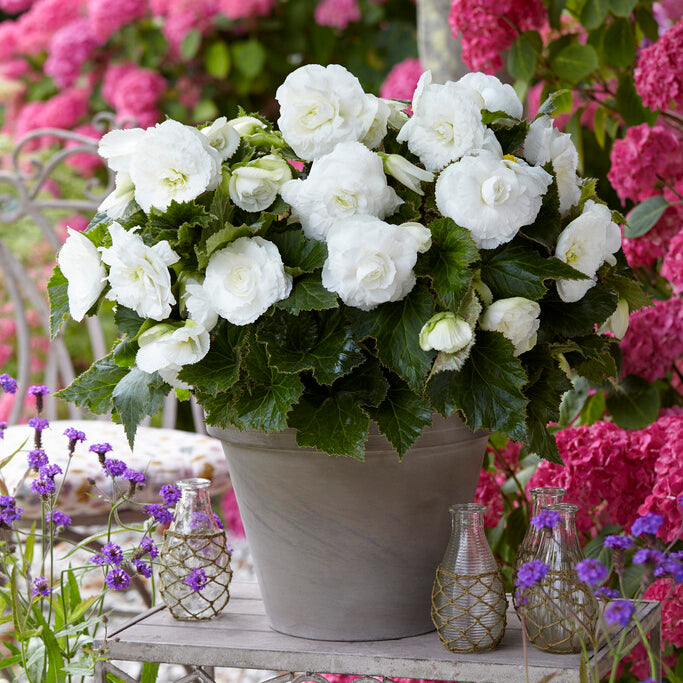 Begonia Non-Stop White