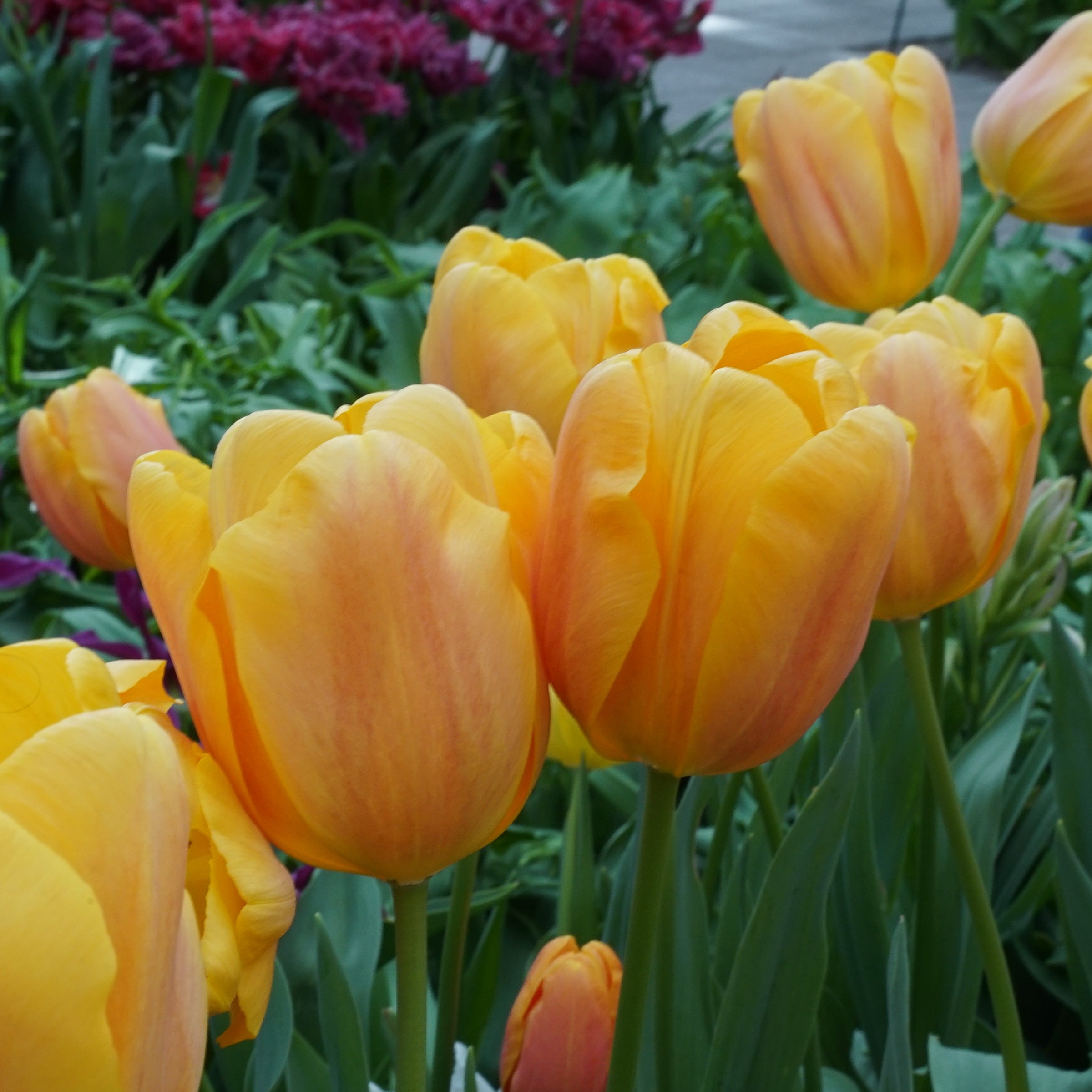 Product picture Tulip Bellville