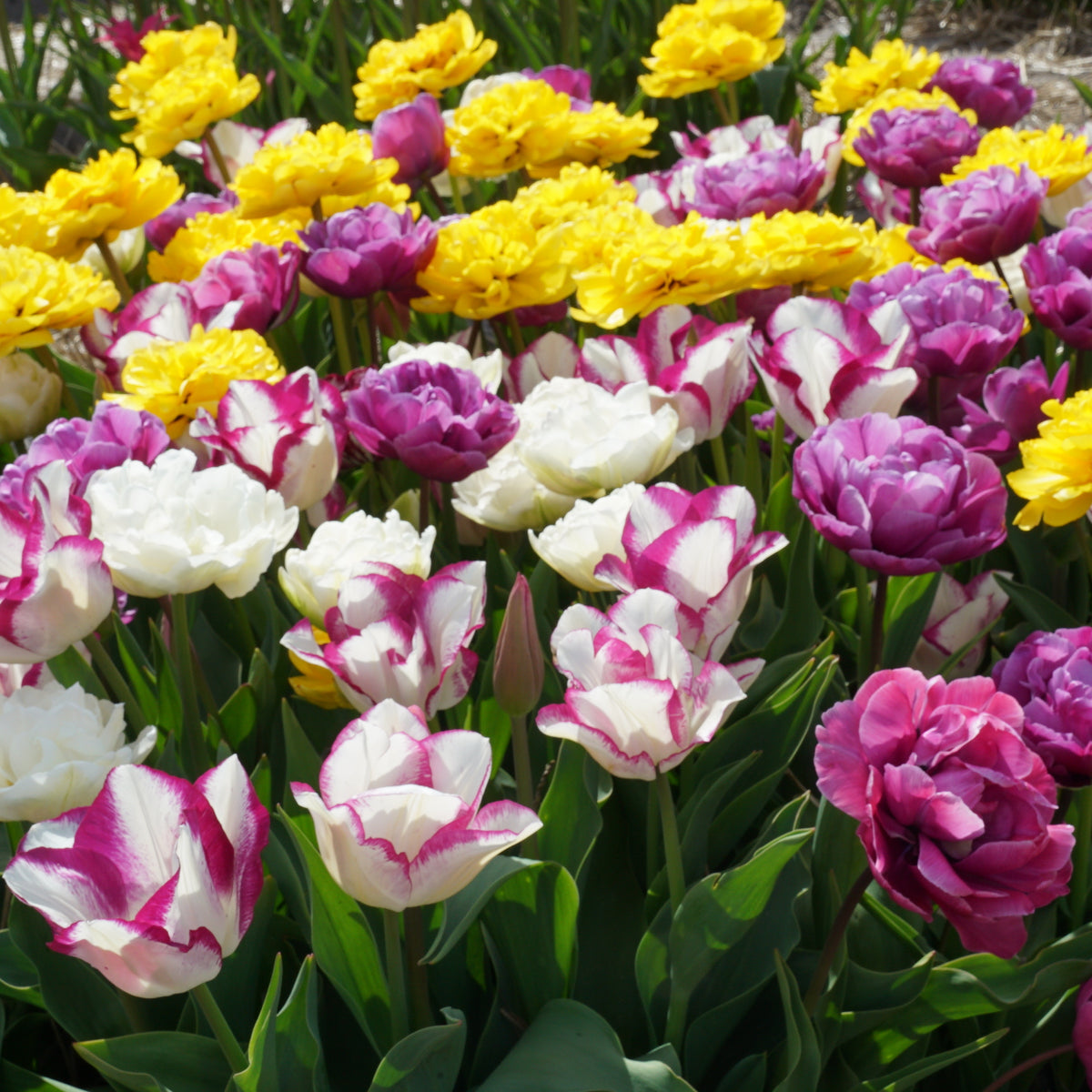 Product picture Bouquet Beaucoup