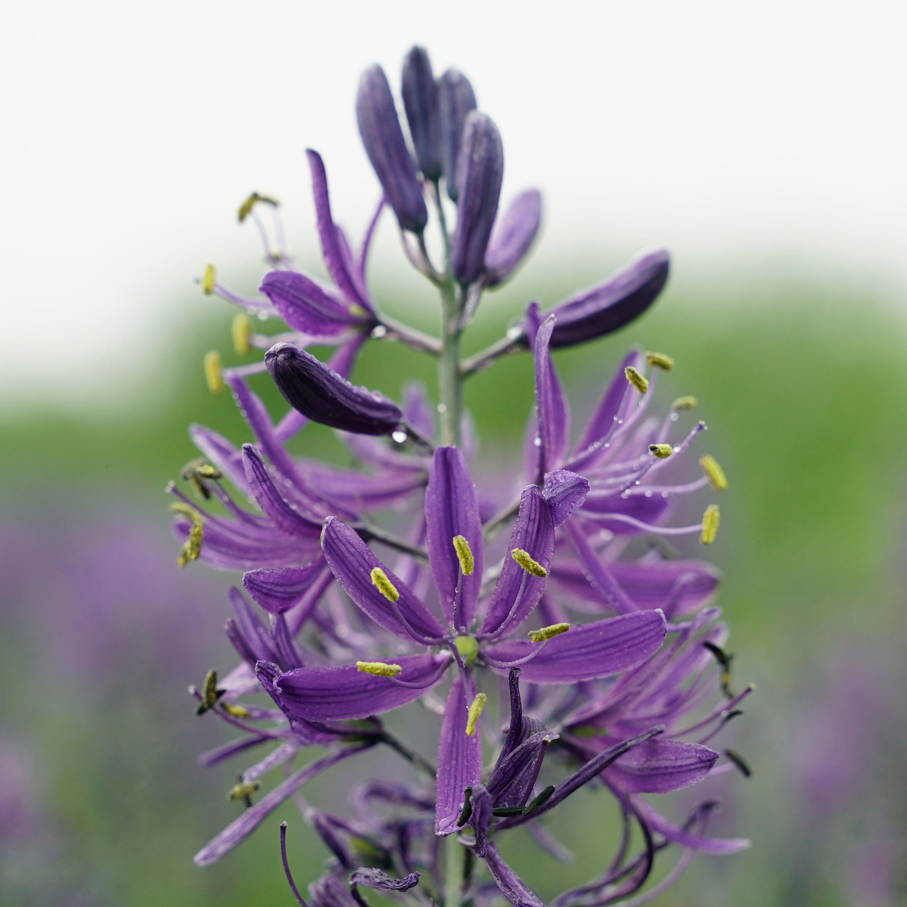 Camassia Quamash | Purple Camassia blooms