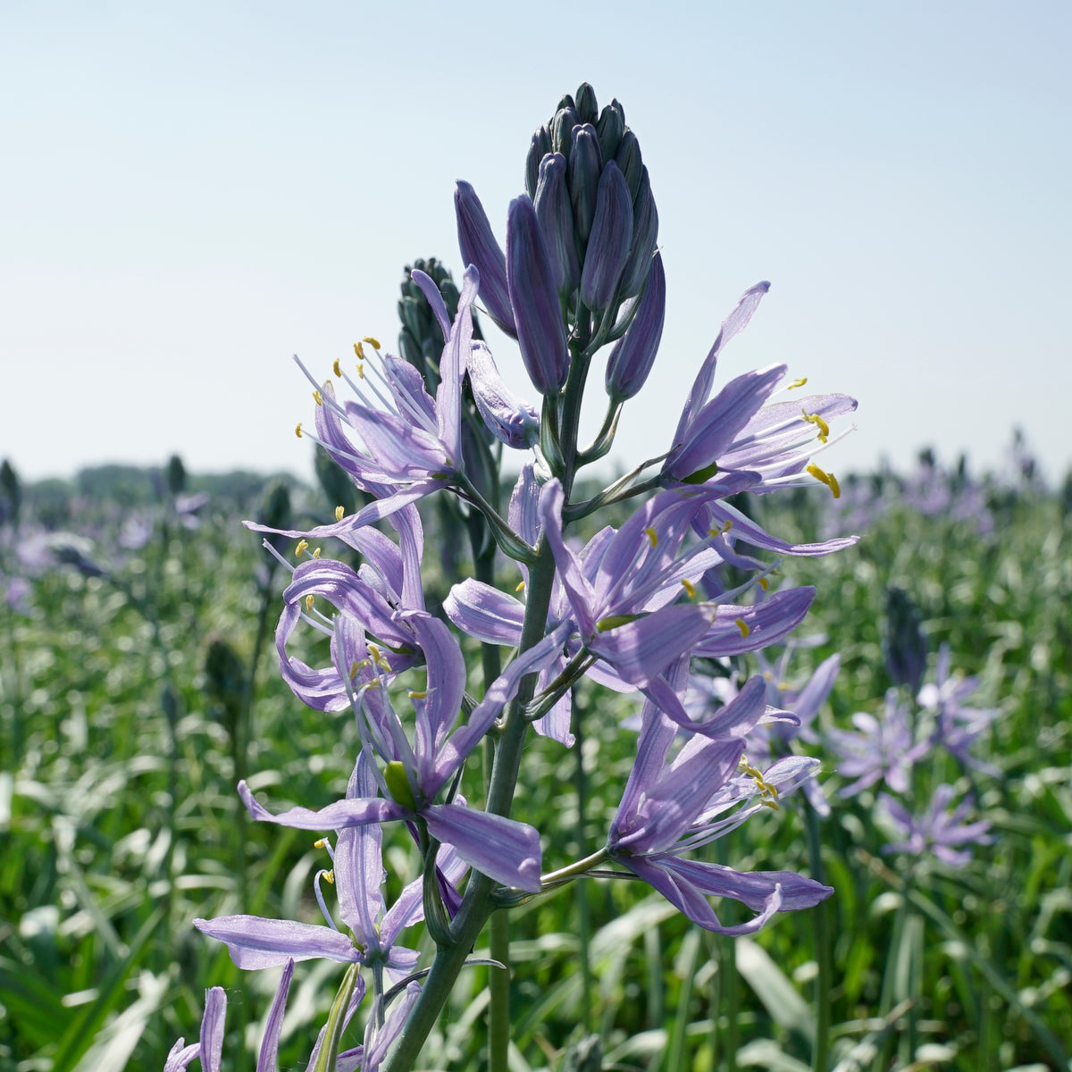 Camassia cusickii Zwanenburg