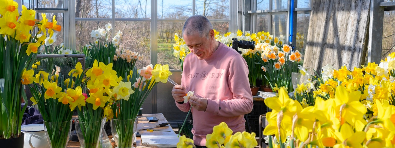A slider picture of Fluwel owner Carlos in his greenhouse with Daffodil flowers