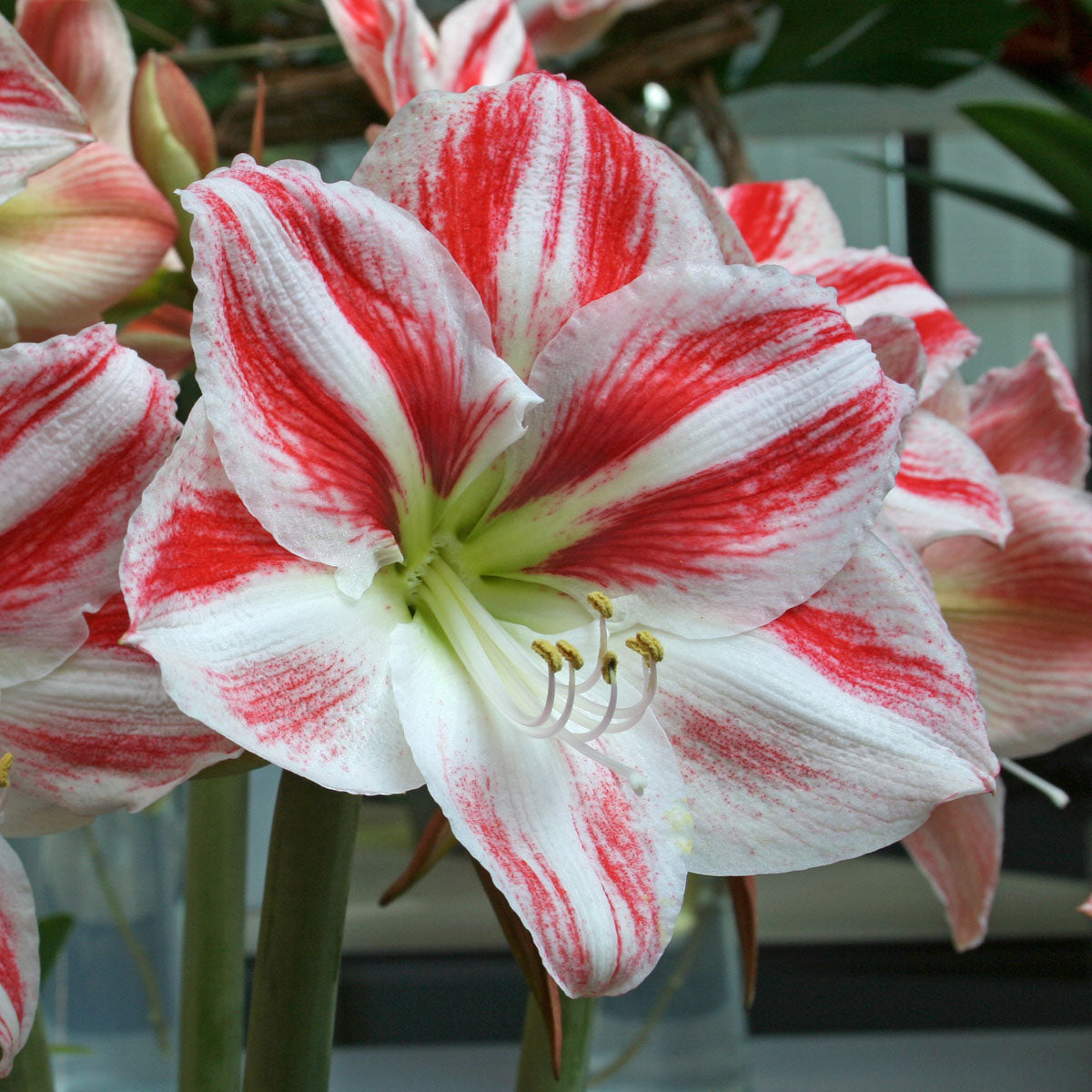 Amaryllis Clown
