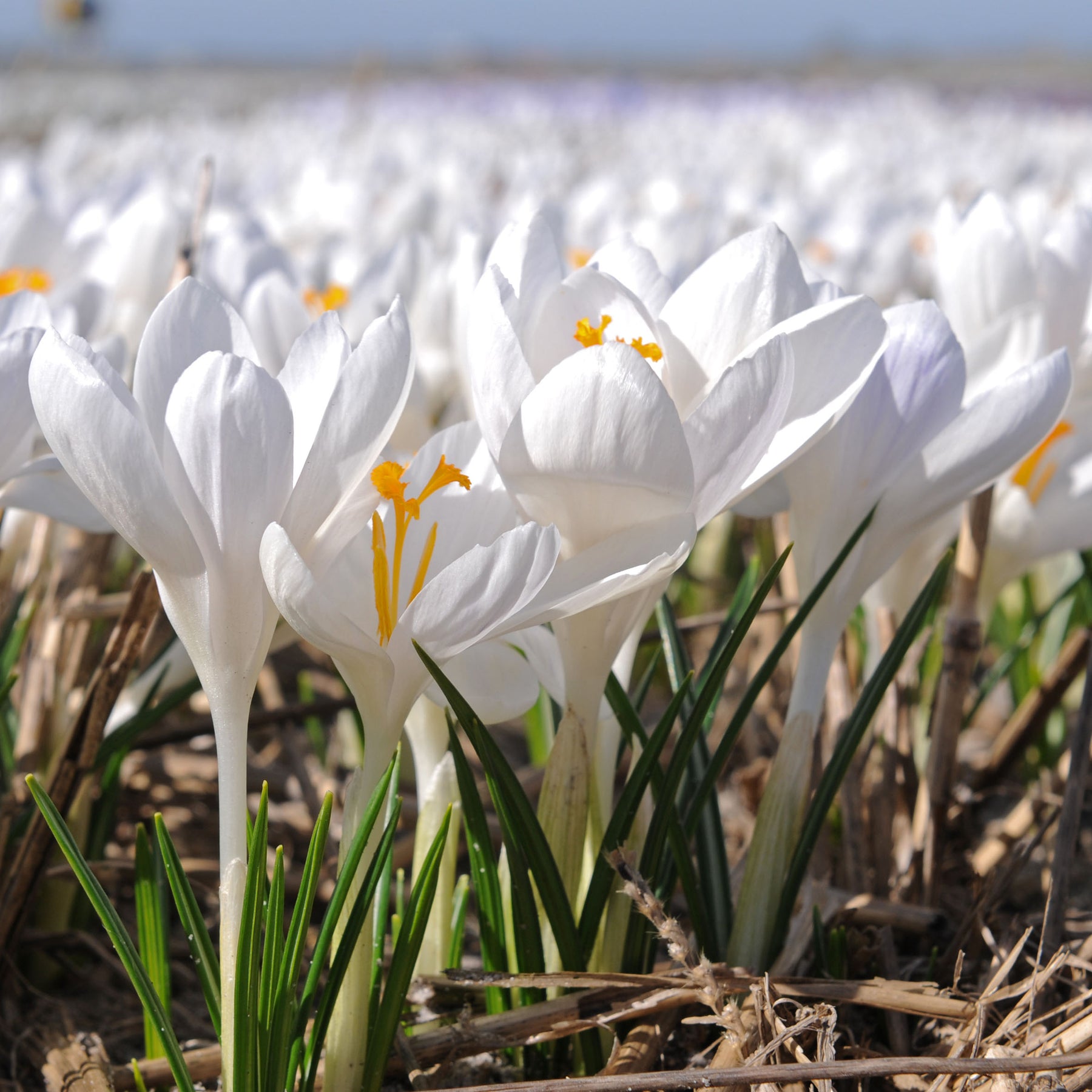 Crocus Ivory Princess | White crocuses