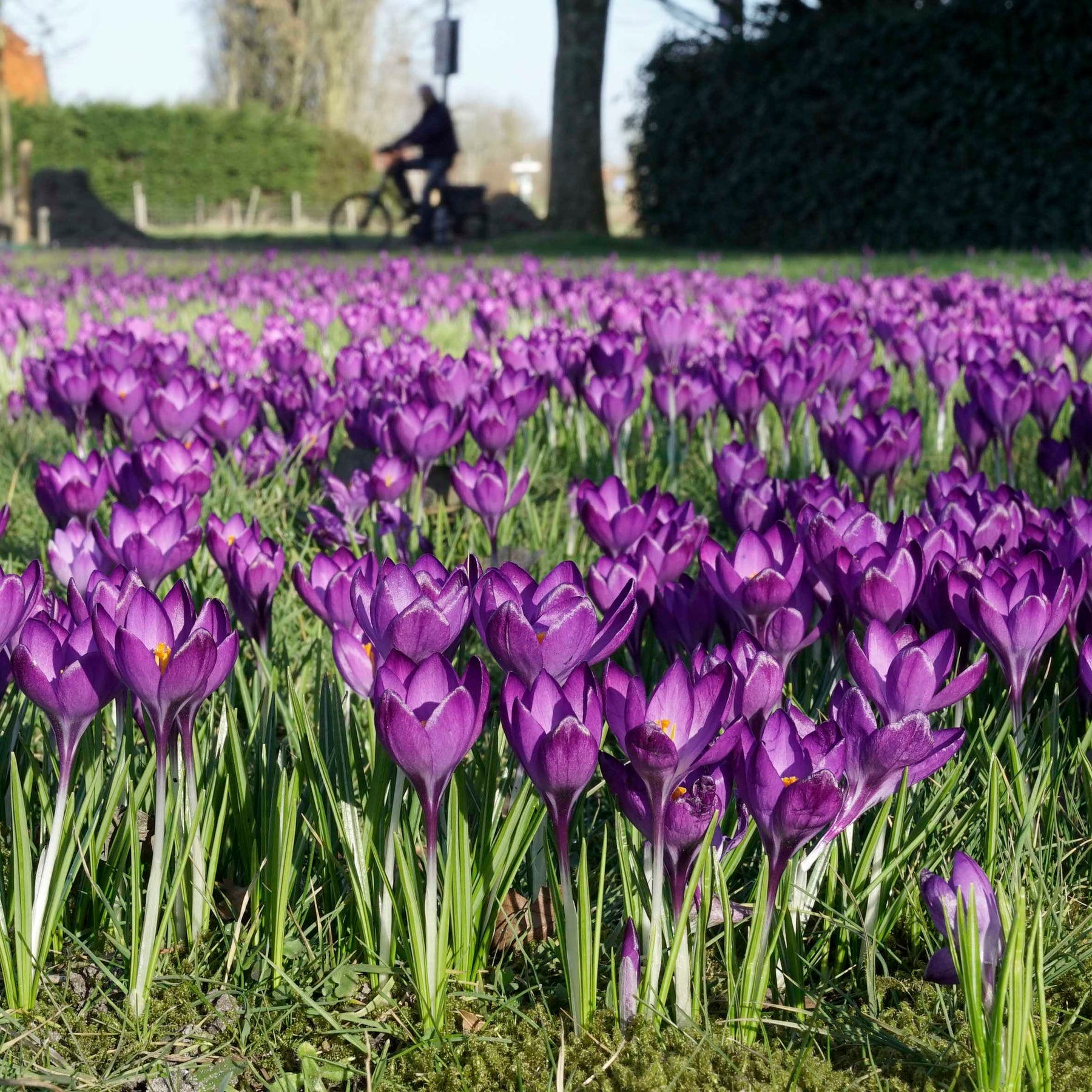 Crocus Ruby Giant | Purple crocuses in nature