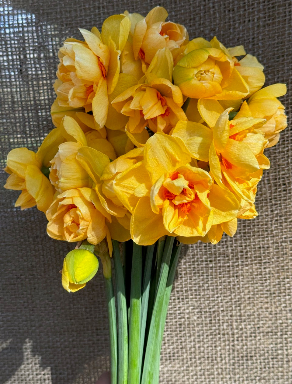 Product picture Daffodil Waylon