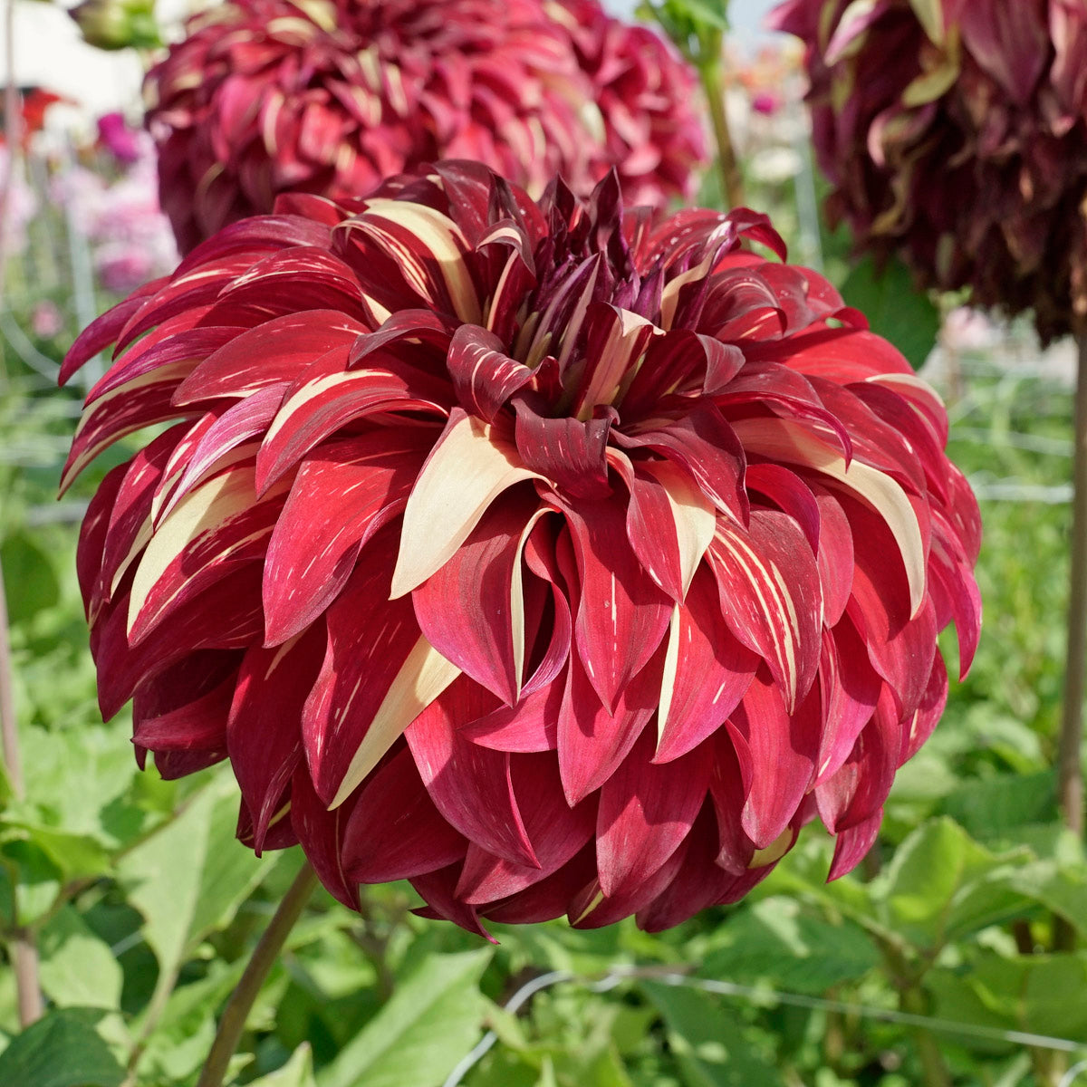 Dahlia Bohemian Spartacus