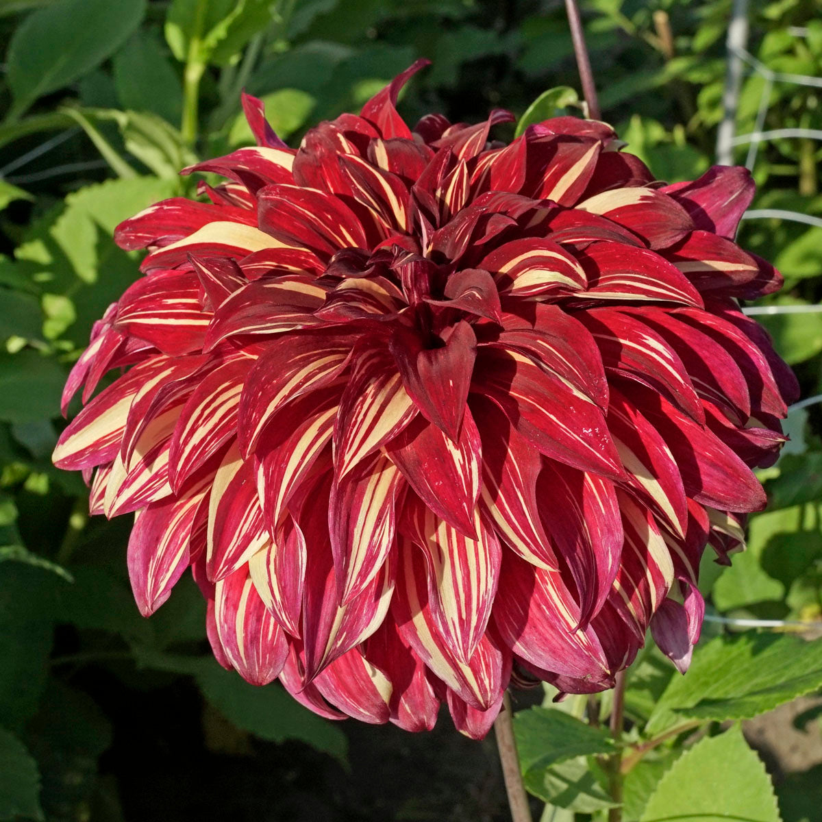 Dahlia Bohemian Spartacus