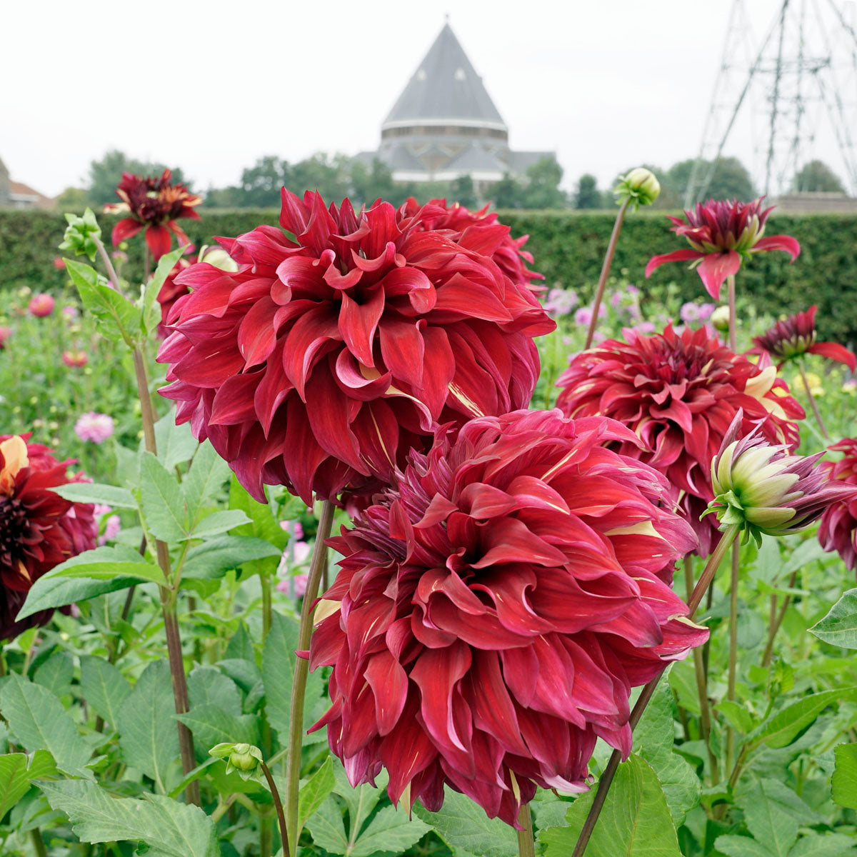 Dahlia Bohemian Spartacus