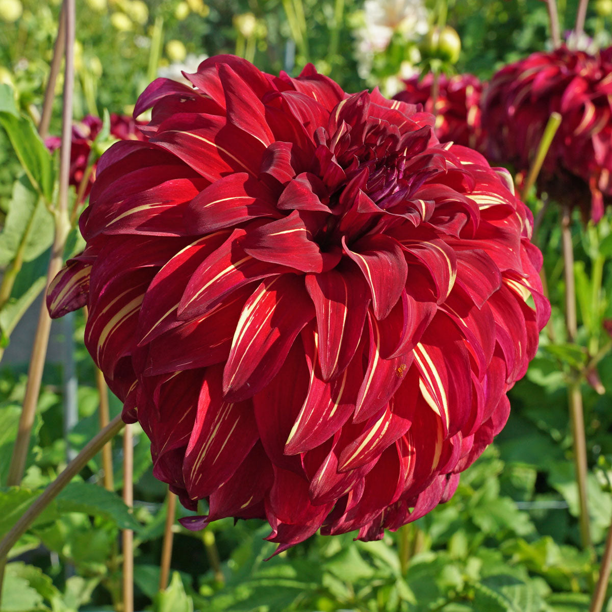 Dahlia Bohemian Spartacus