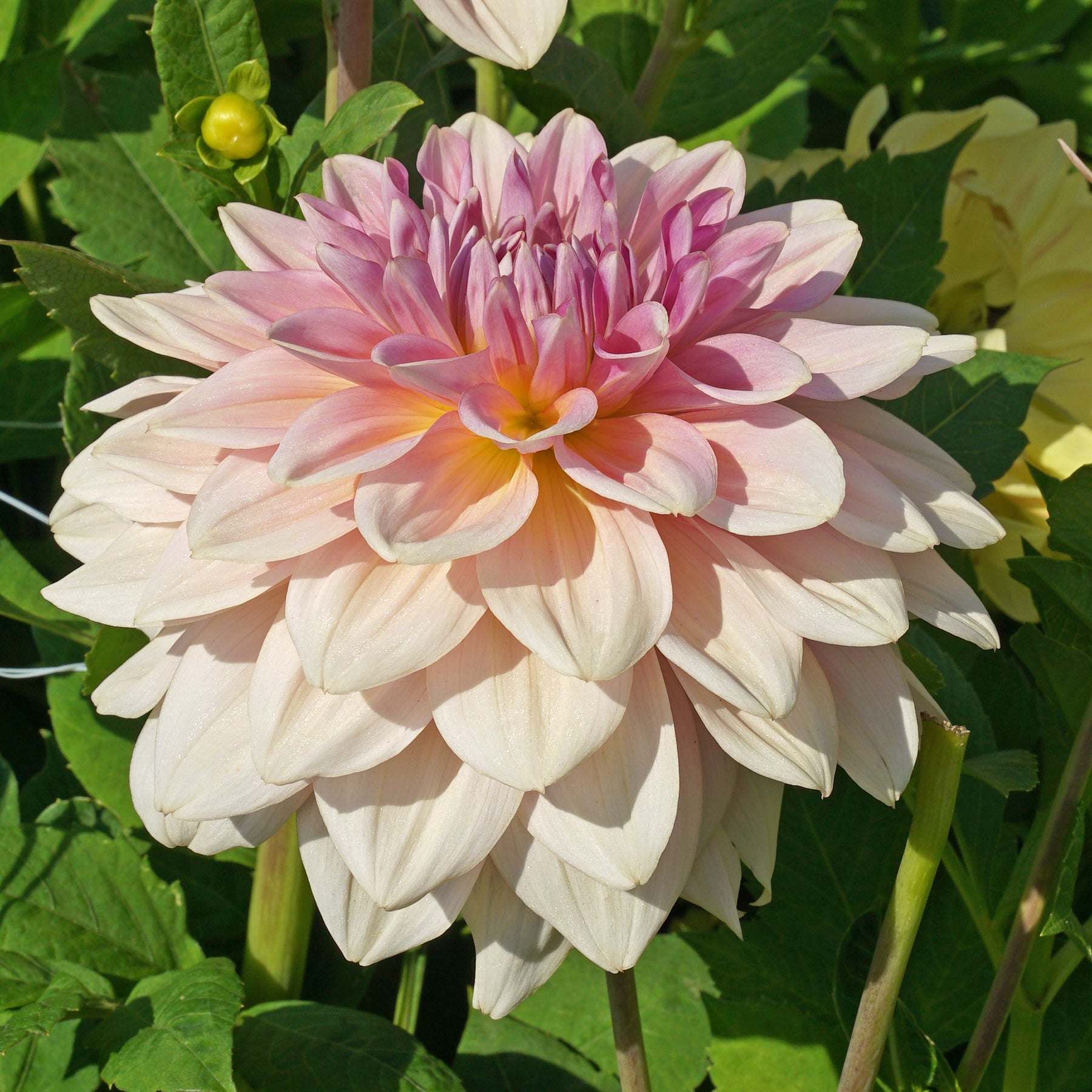 Dahlia Fairway Pilot