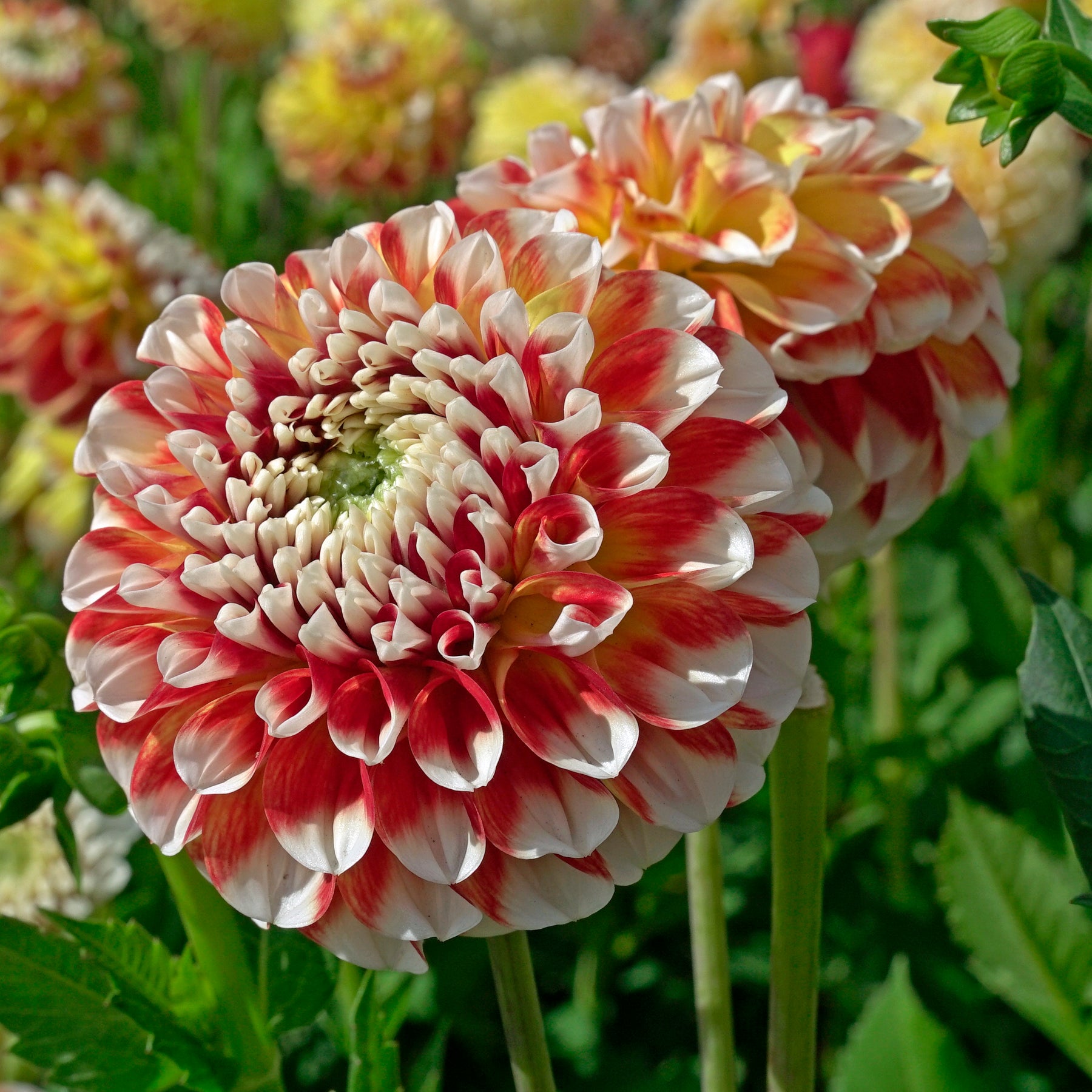 Dahlia Jowey Fantasy