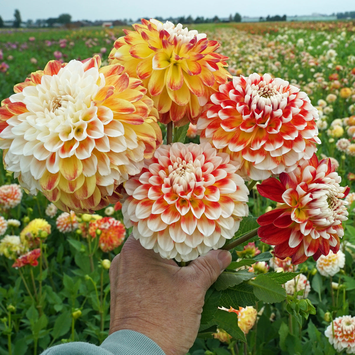 Dahlia Jowey Fantasy
