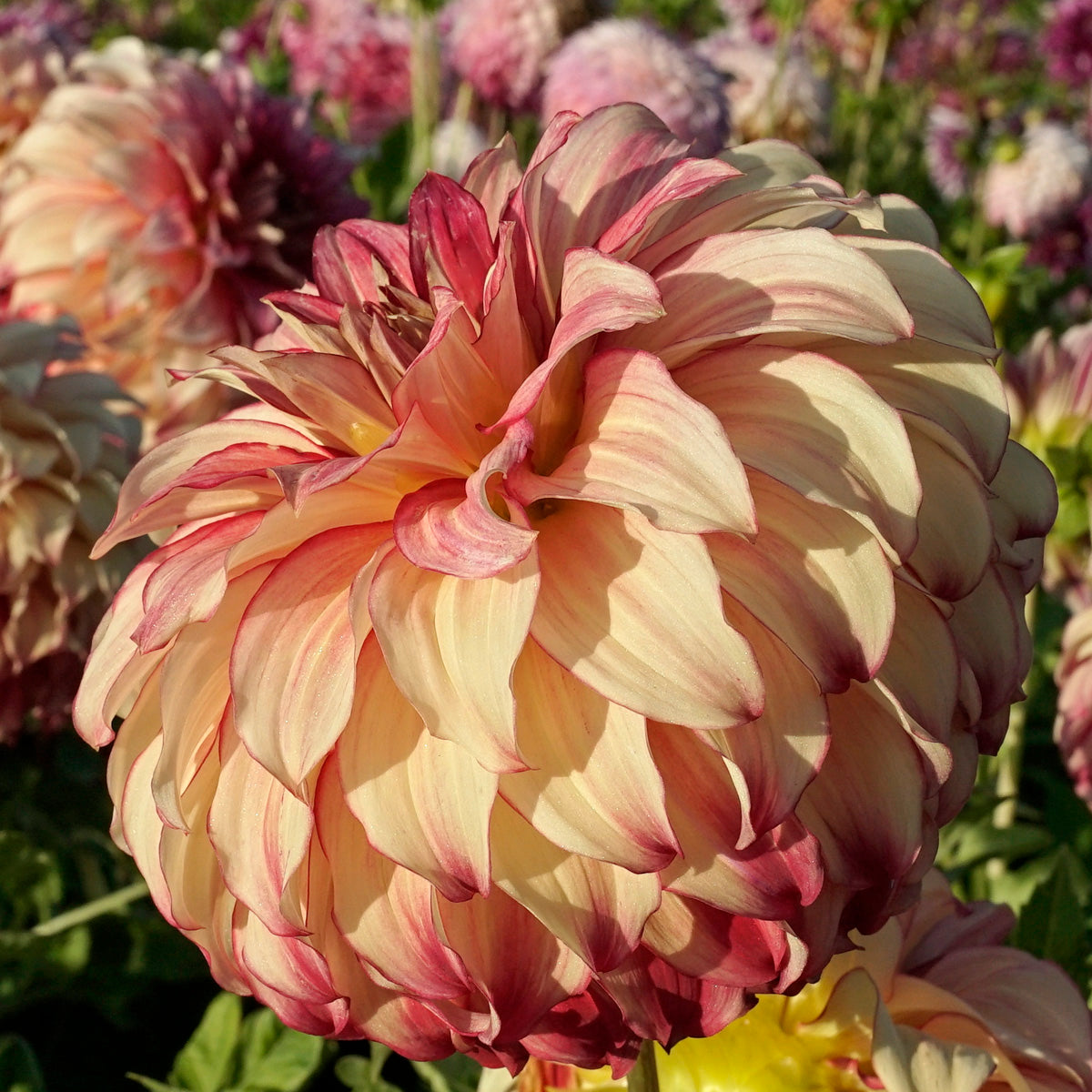 Dahlia Lady Darlene