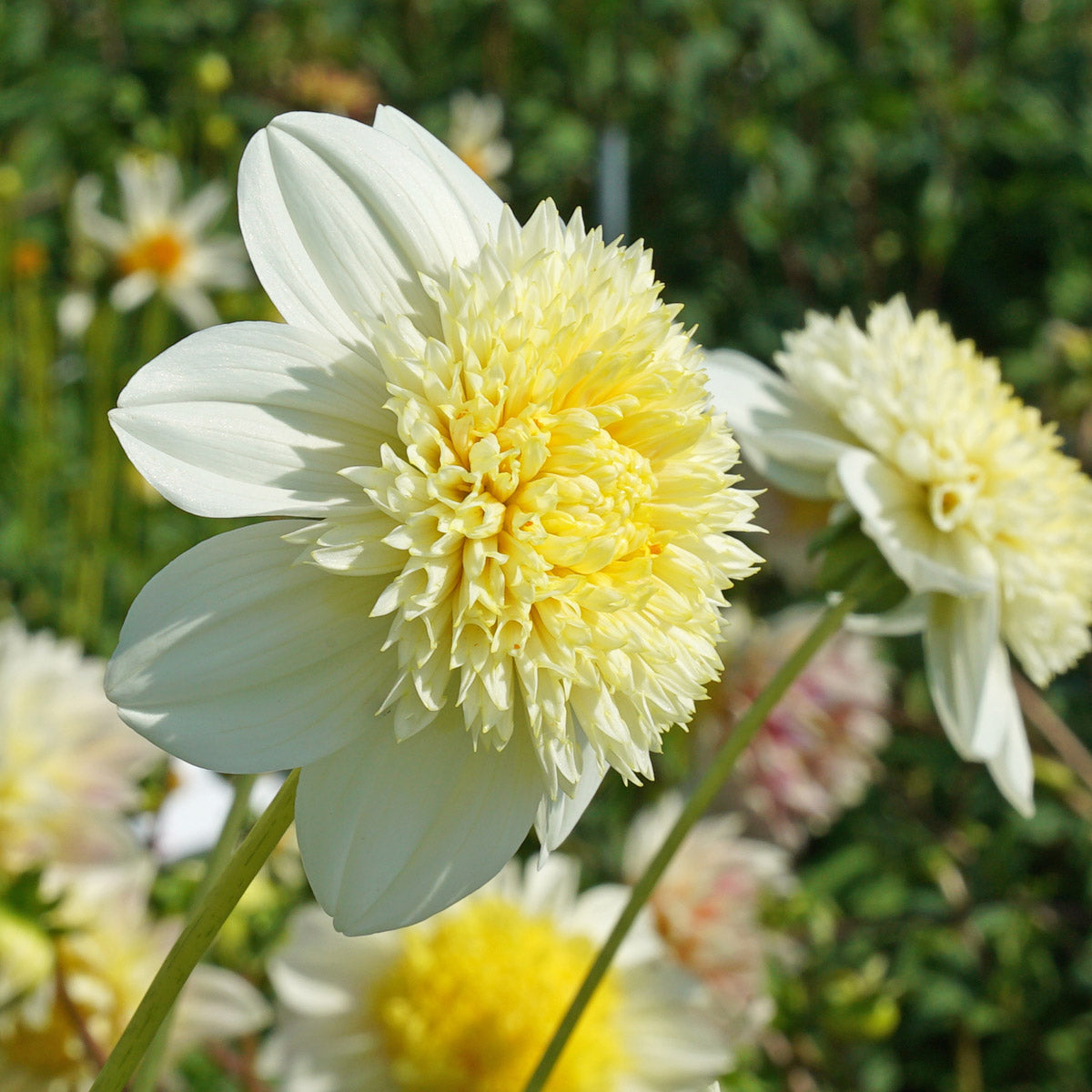 Dahlia Platinum Blonde