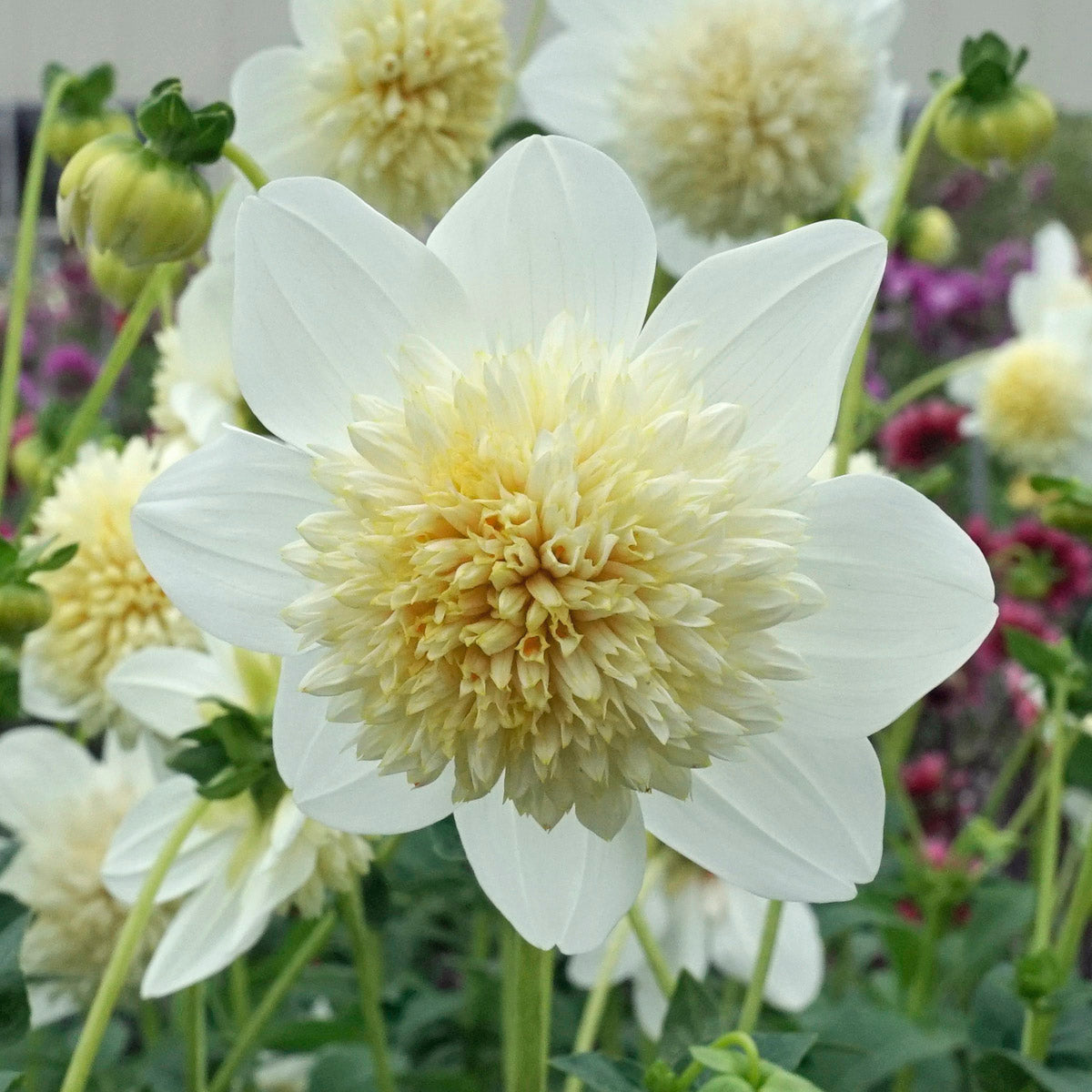 Dahlia Platinum Blonde