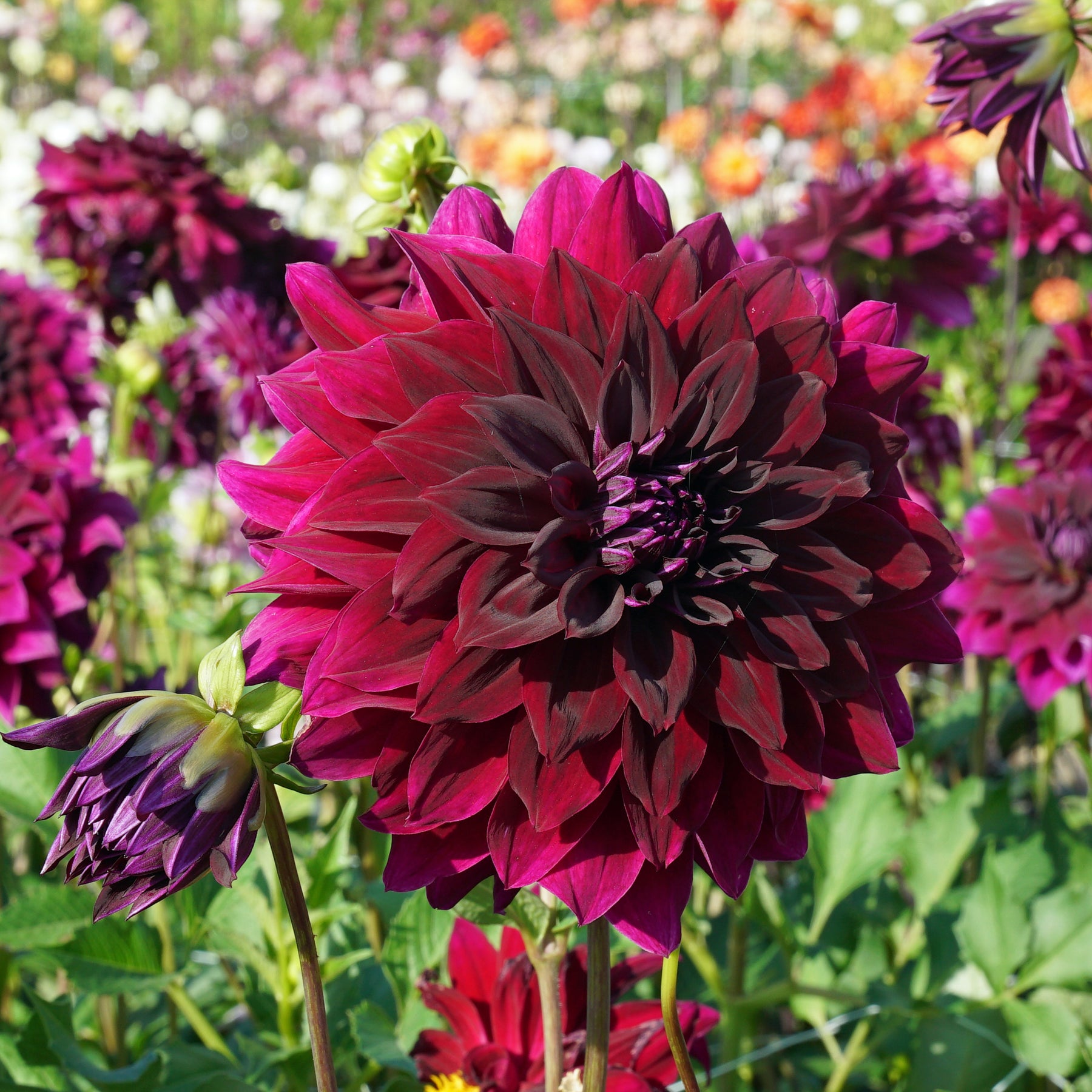 Dahlia Rip City