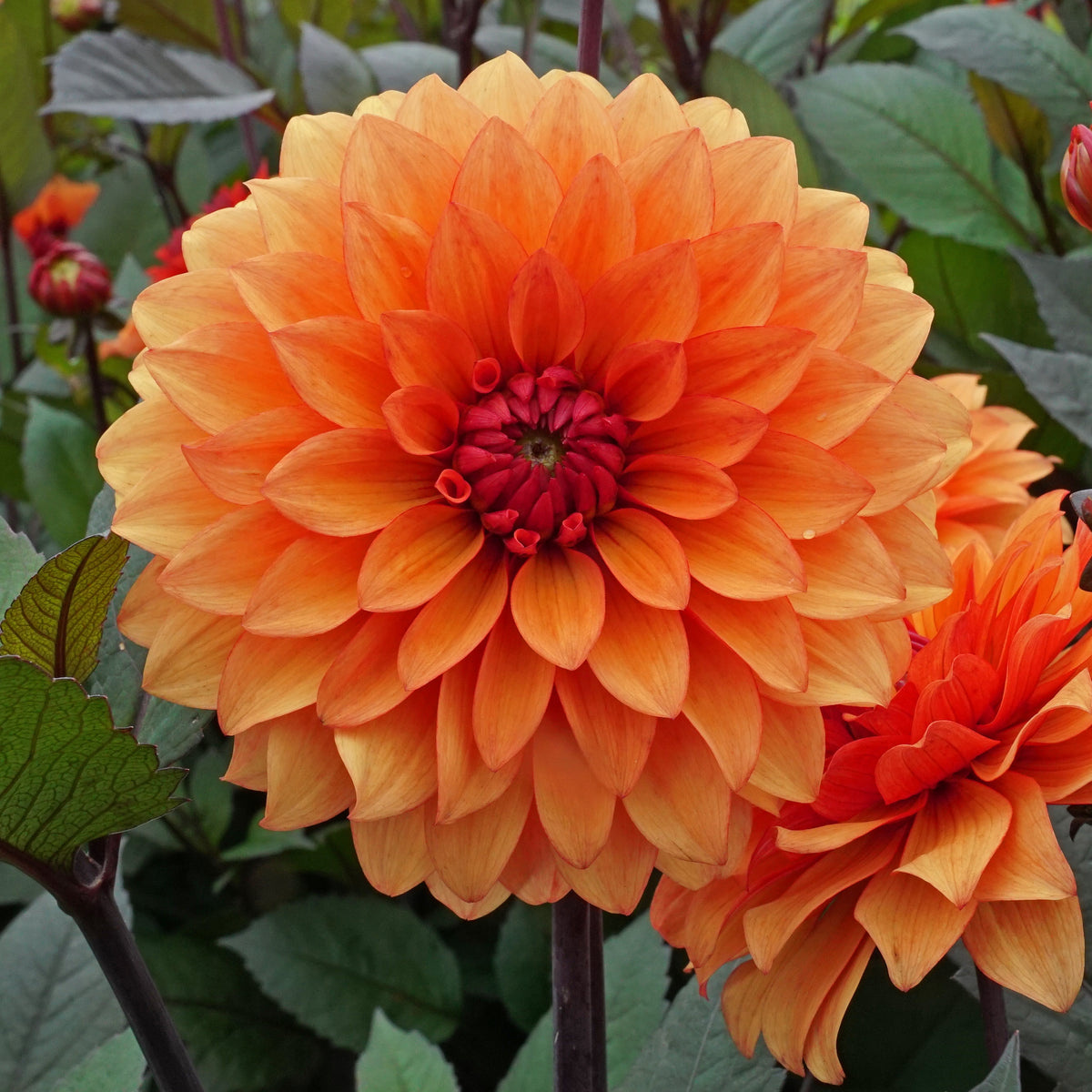 Dahlia Statue of Orange