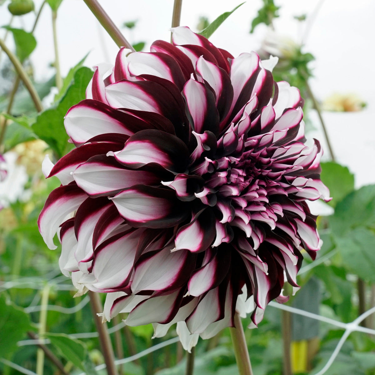 Dahlia Tartan