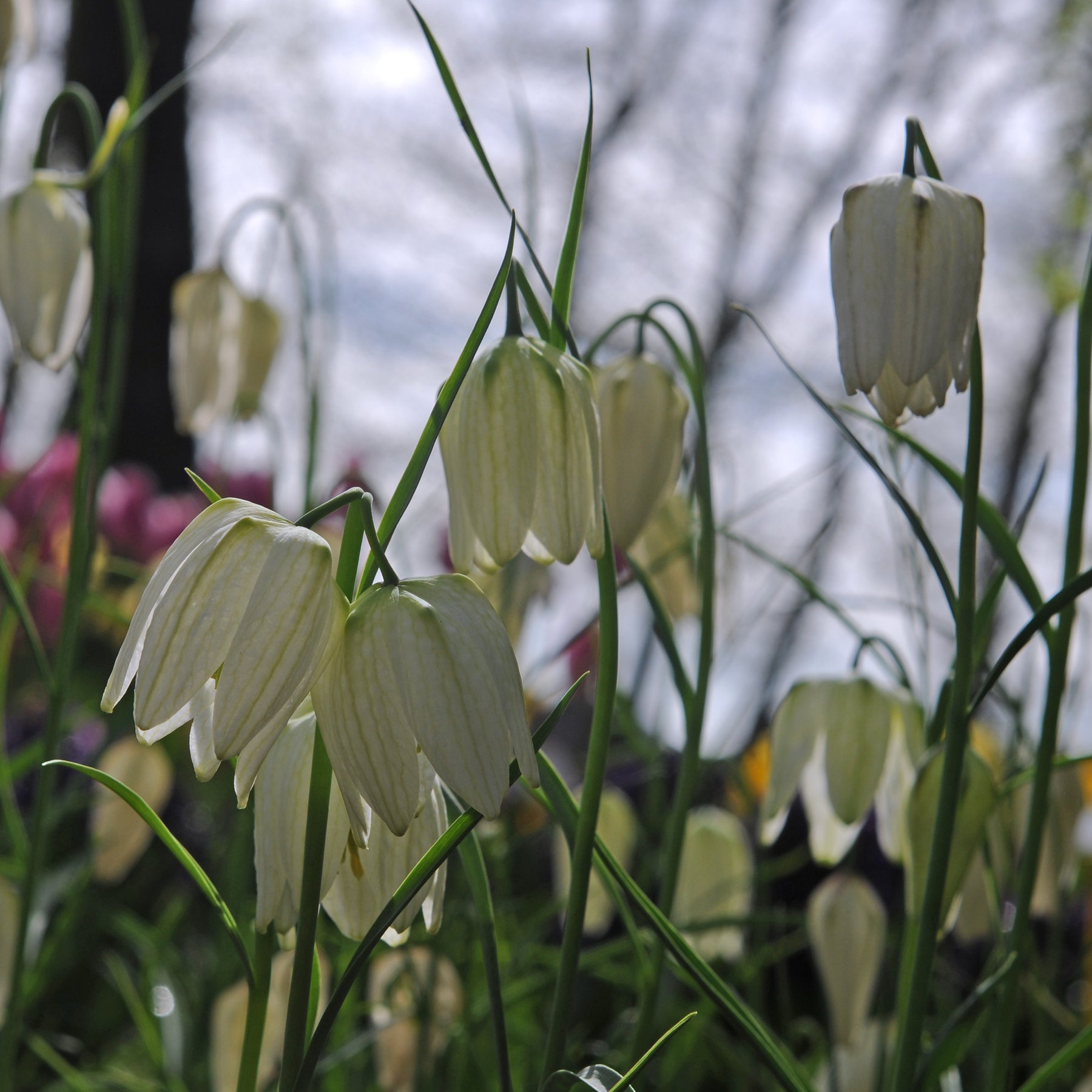 Fritillaria meleagris Alba