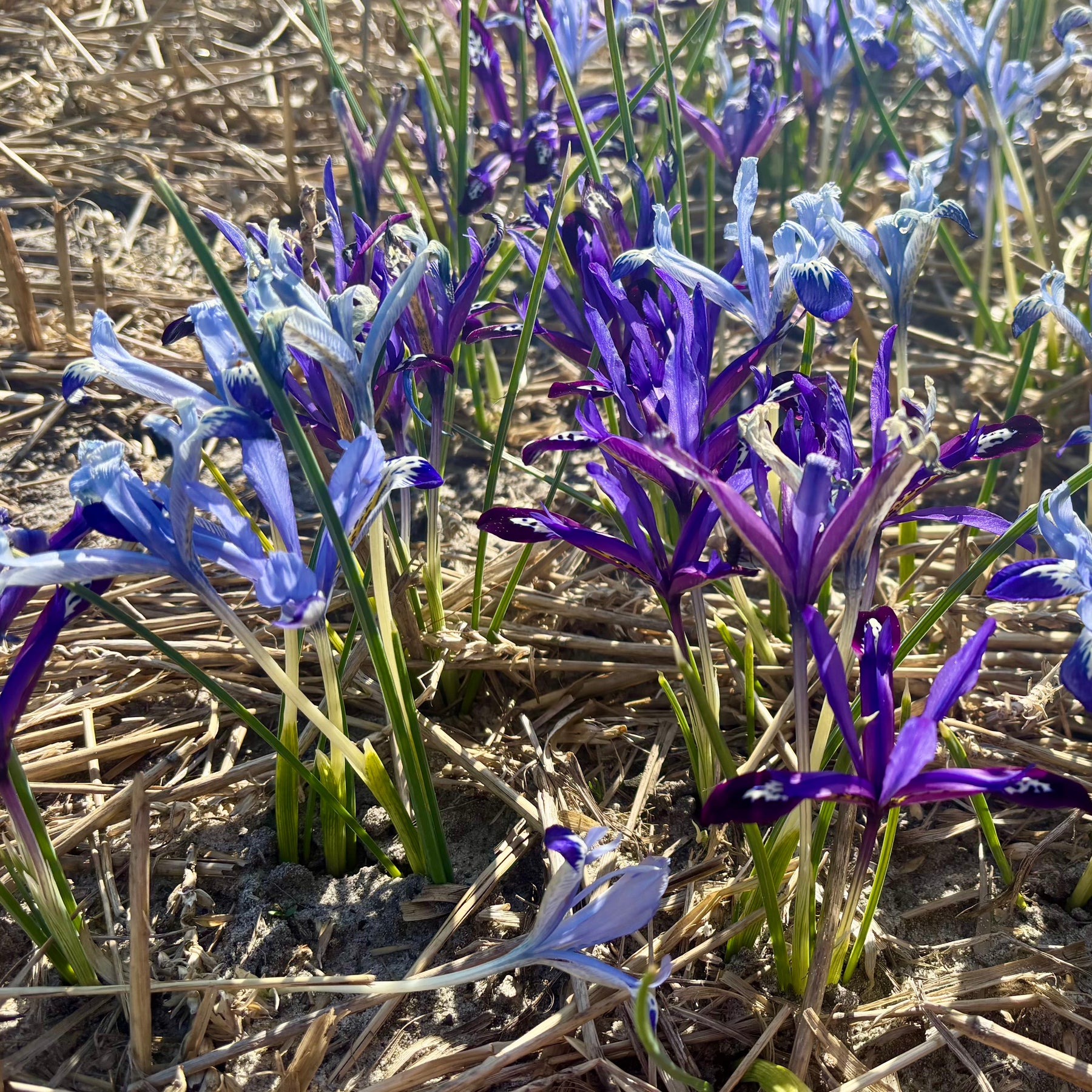 Light and dark purple Irises