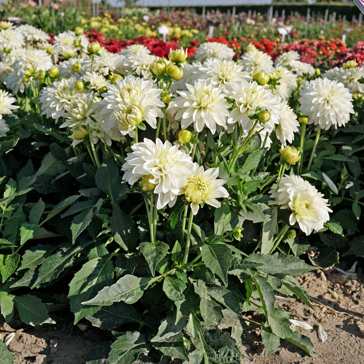 Dahlia Gallery Art Fair