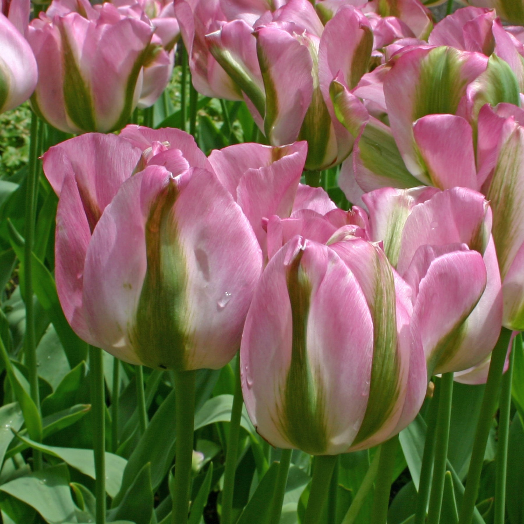 Groenland
