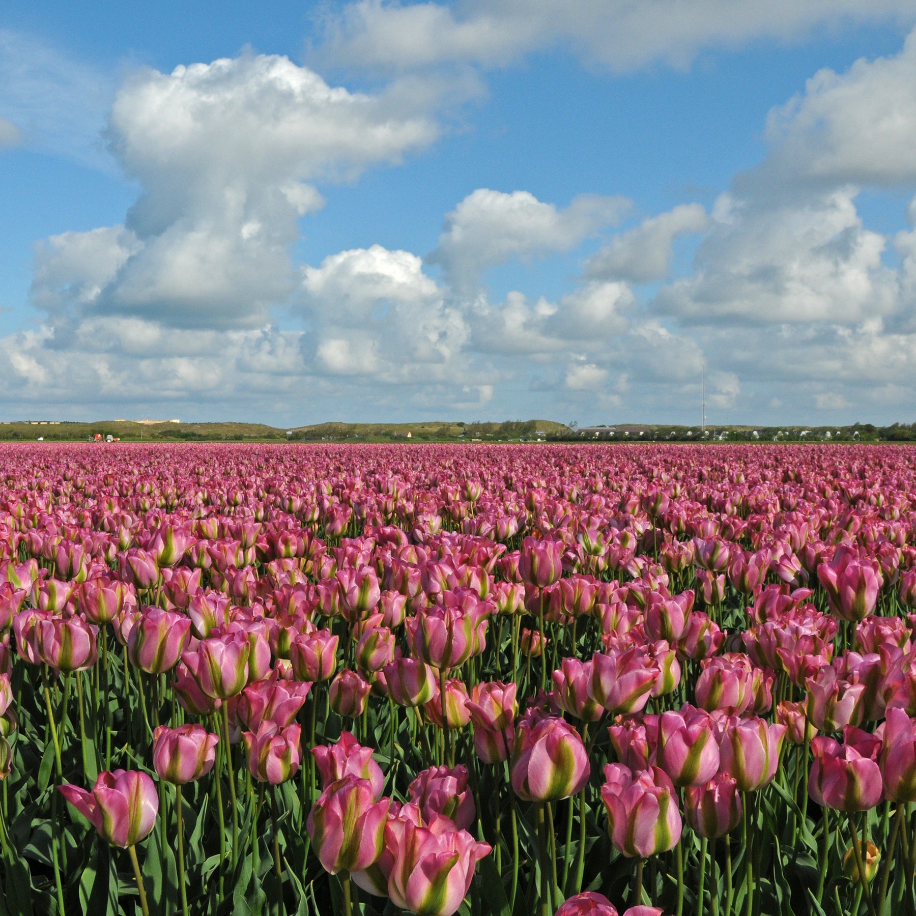 Groenland