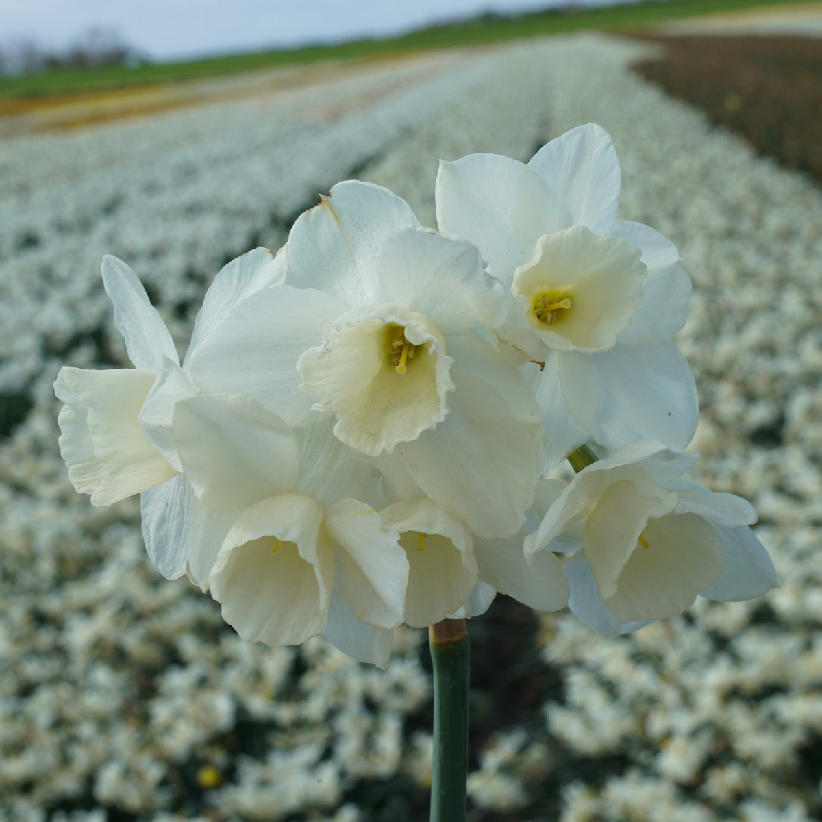 Daffodil Hunter Morn | White daffodil