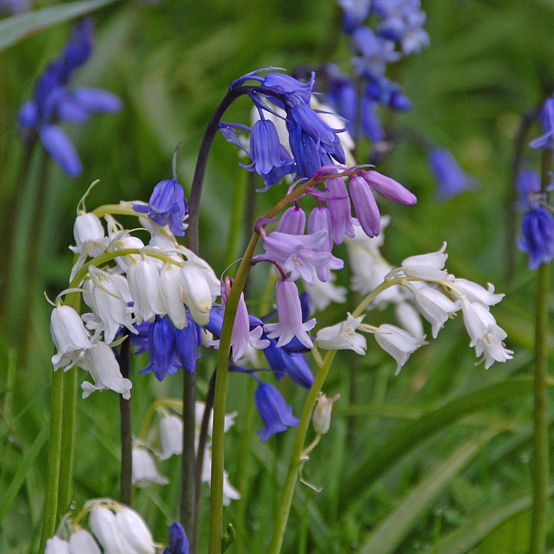 Mix of different coloured Hyacinthoides