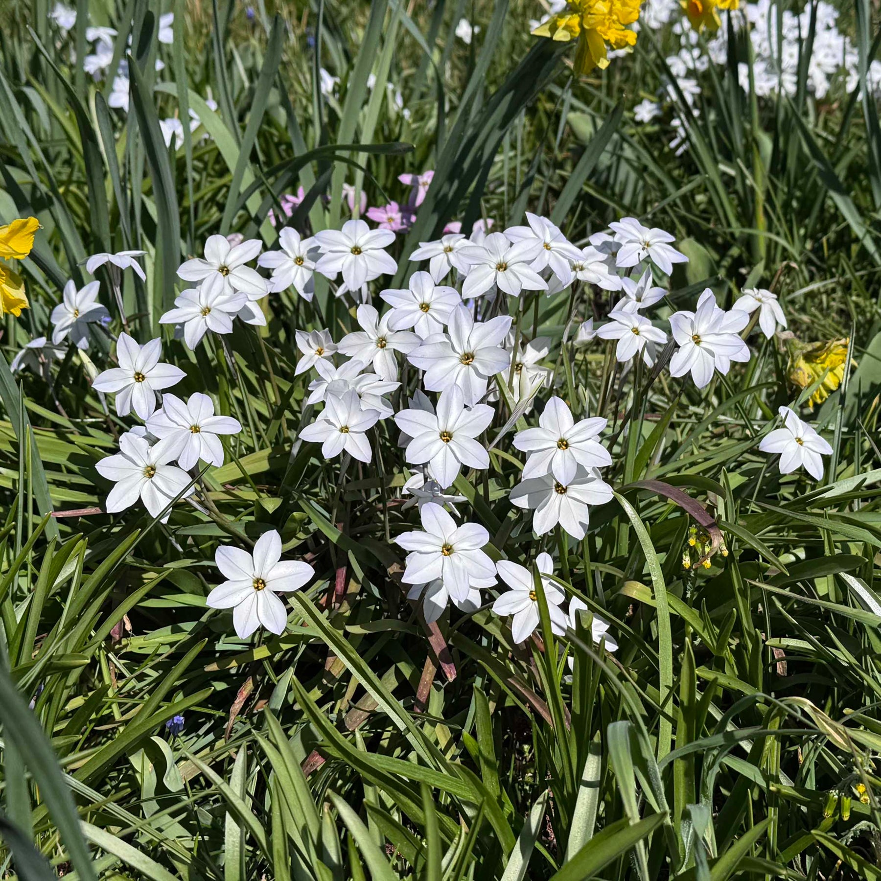 Ipheion White Star | White Ipheion fllowers in nature