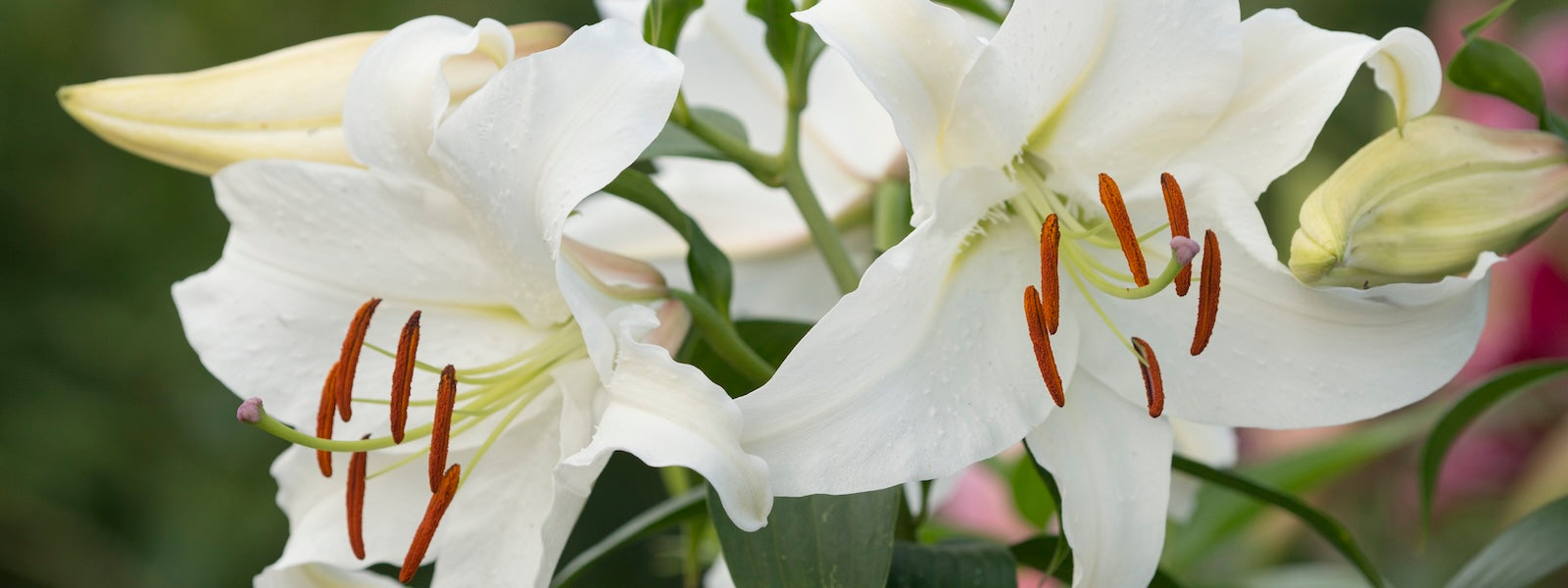 A slider picture of Lilium Casa Blanca