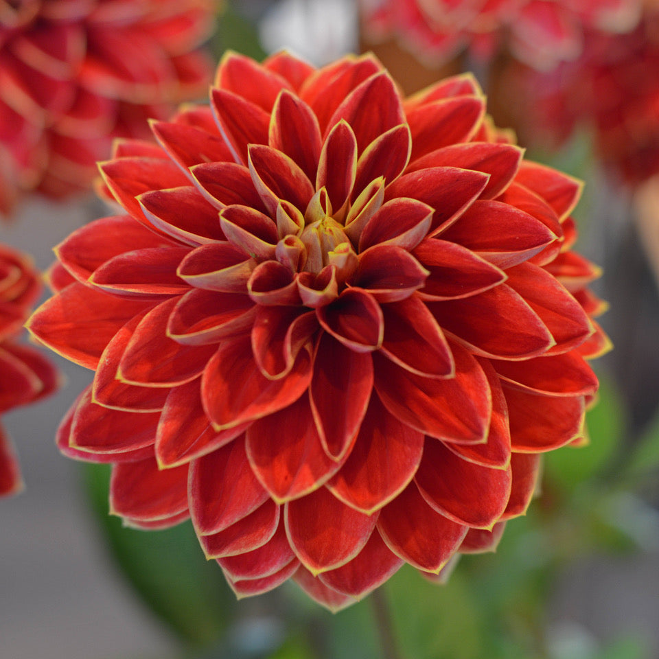 Dahlia Maxime