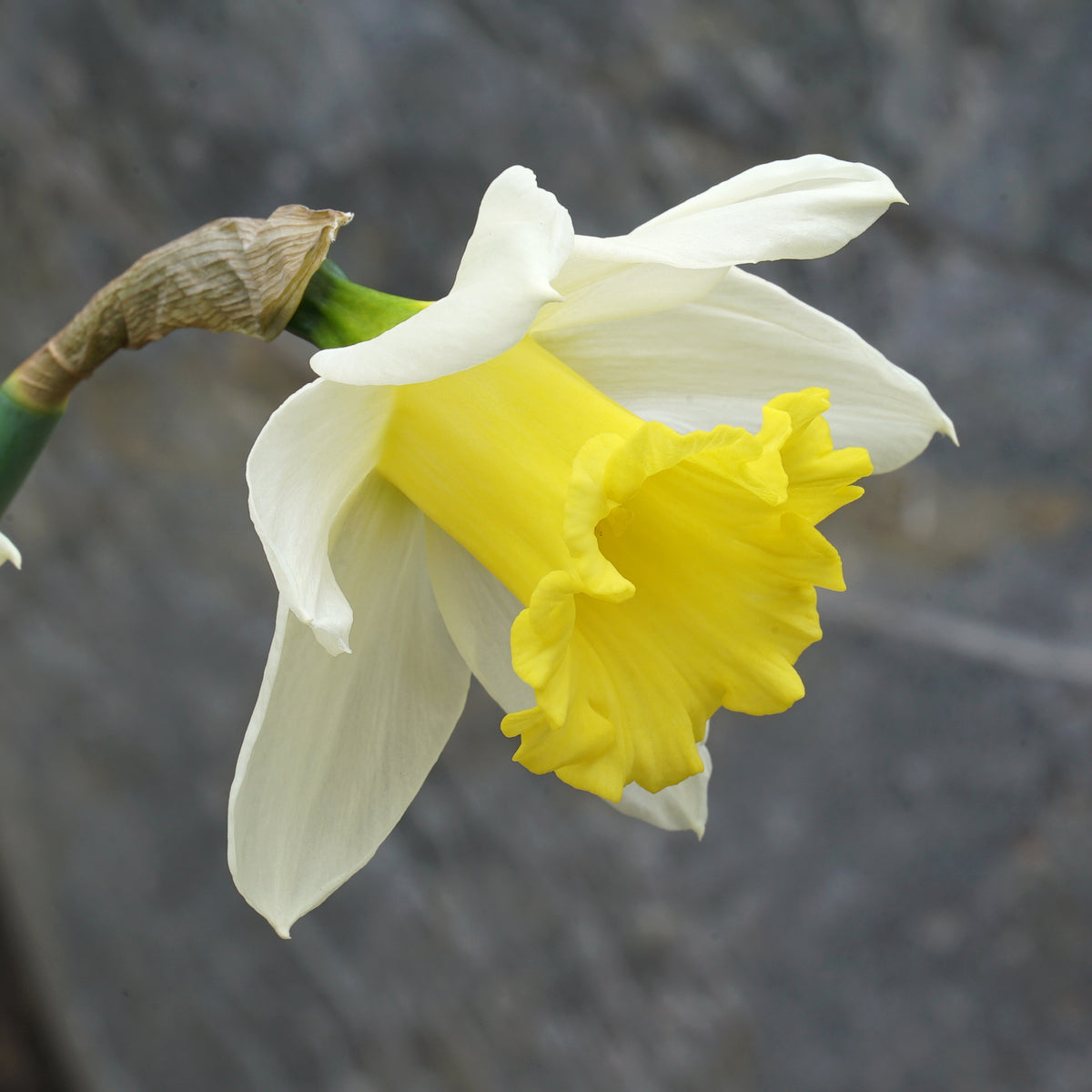 Product picture Daffodil Melyora