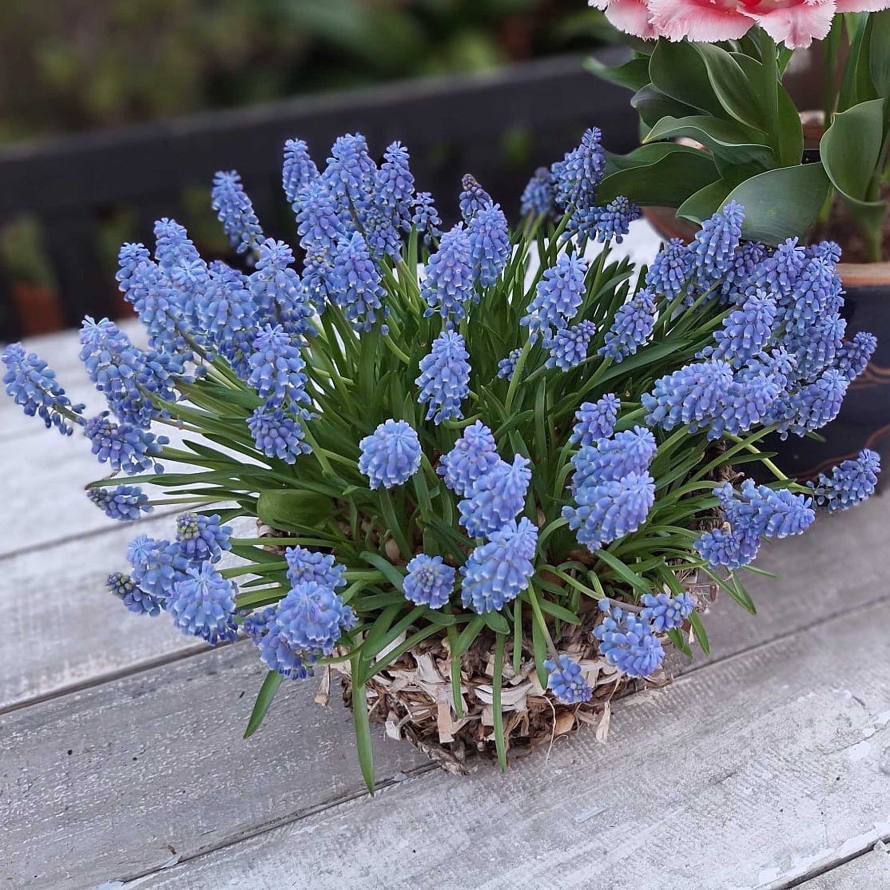 Muscari Alaska