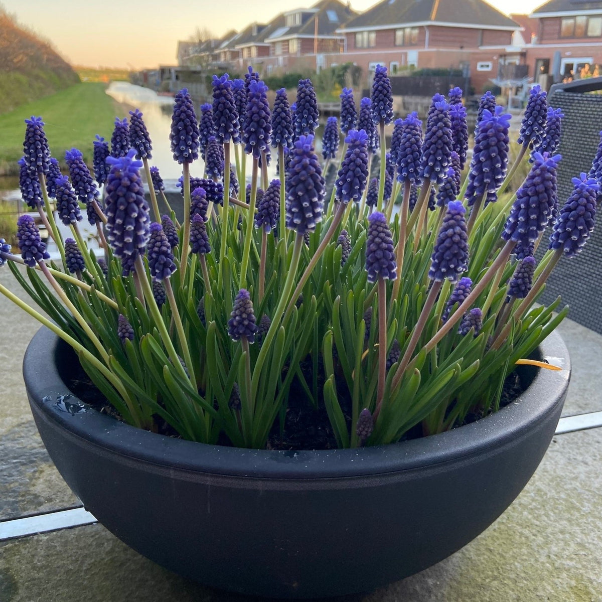 Muscari Night Eyes on a pot