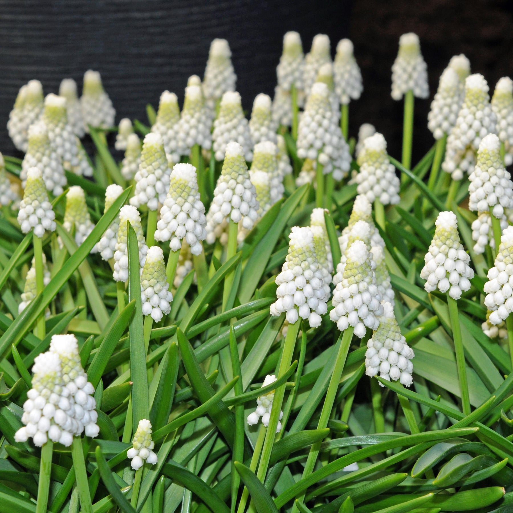 Muscari Siberian Tiger | White grape hyacinth