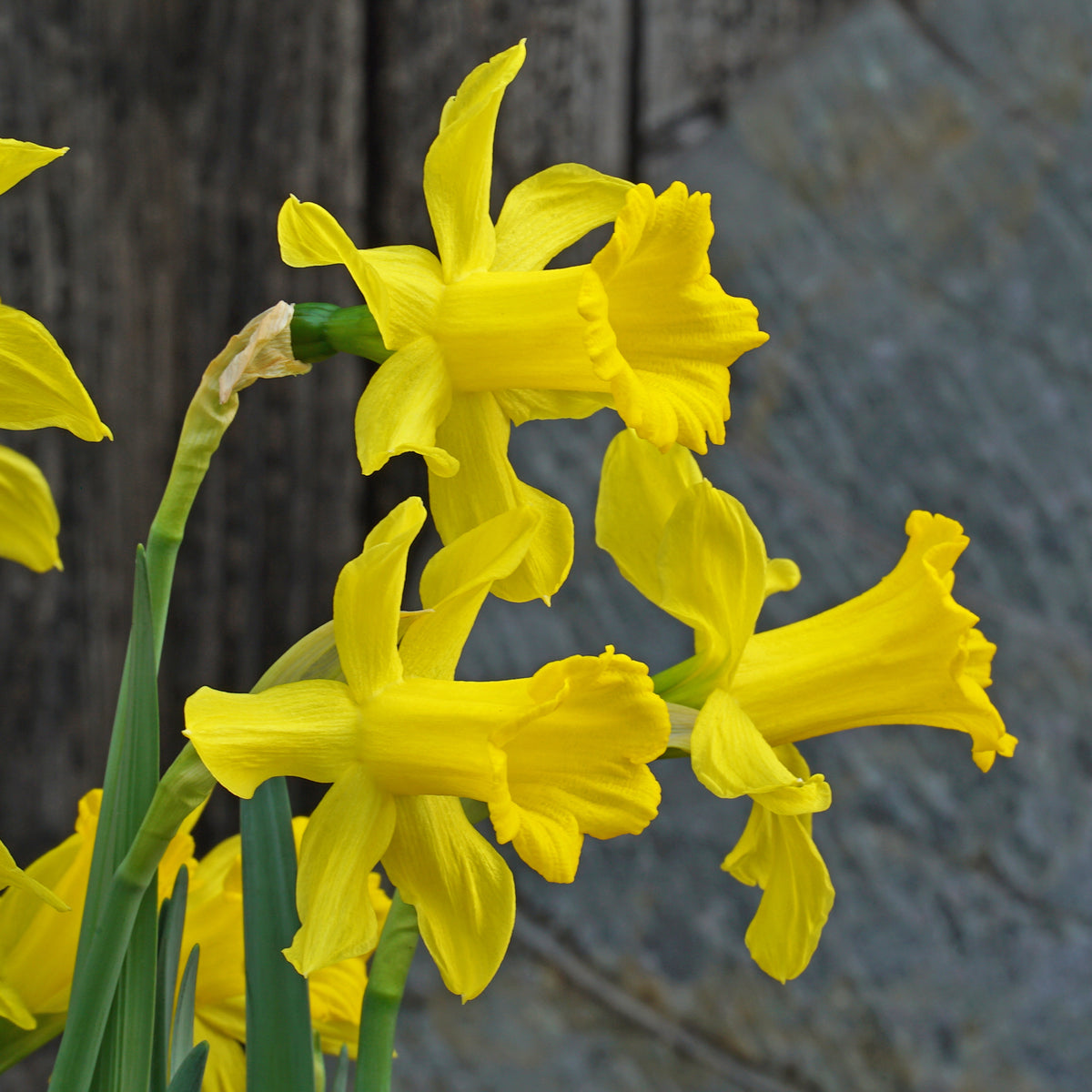 bujei Sierra de Cobra