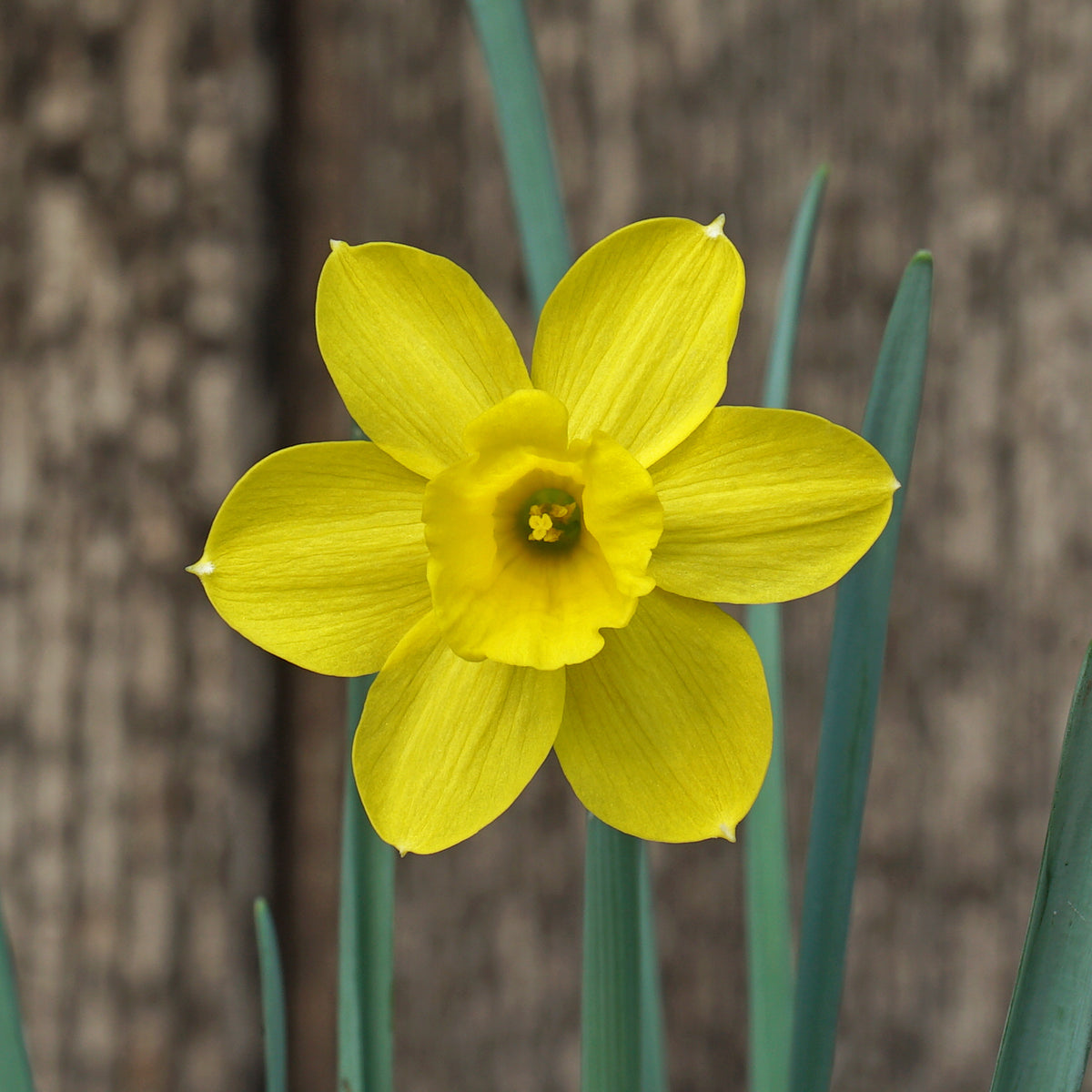 Product picture of Daffodil Rubelina