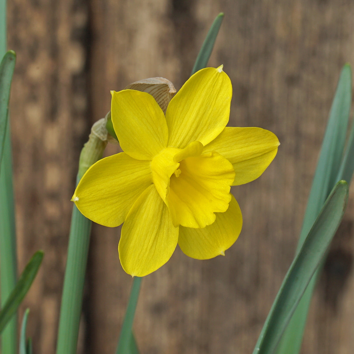 Product picture of Daffodil Rubelina