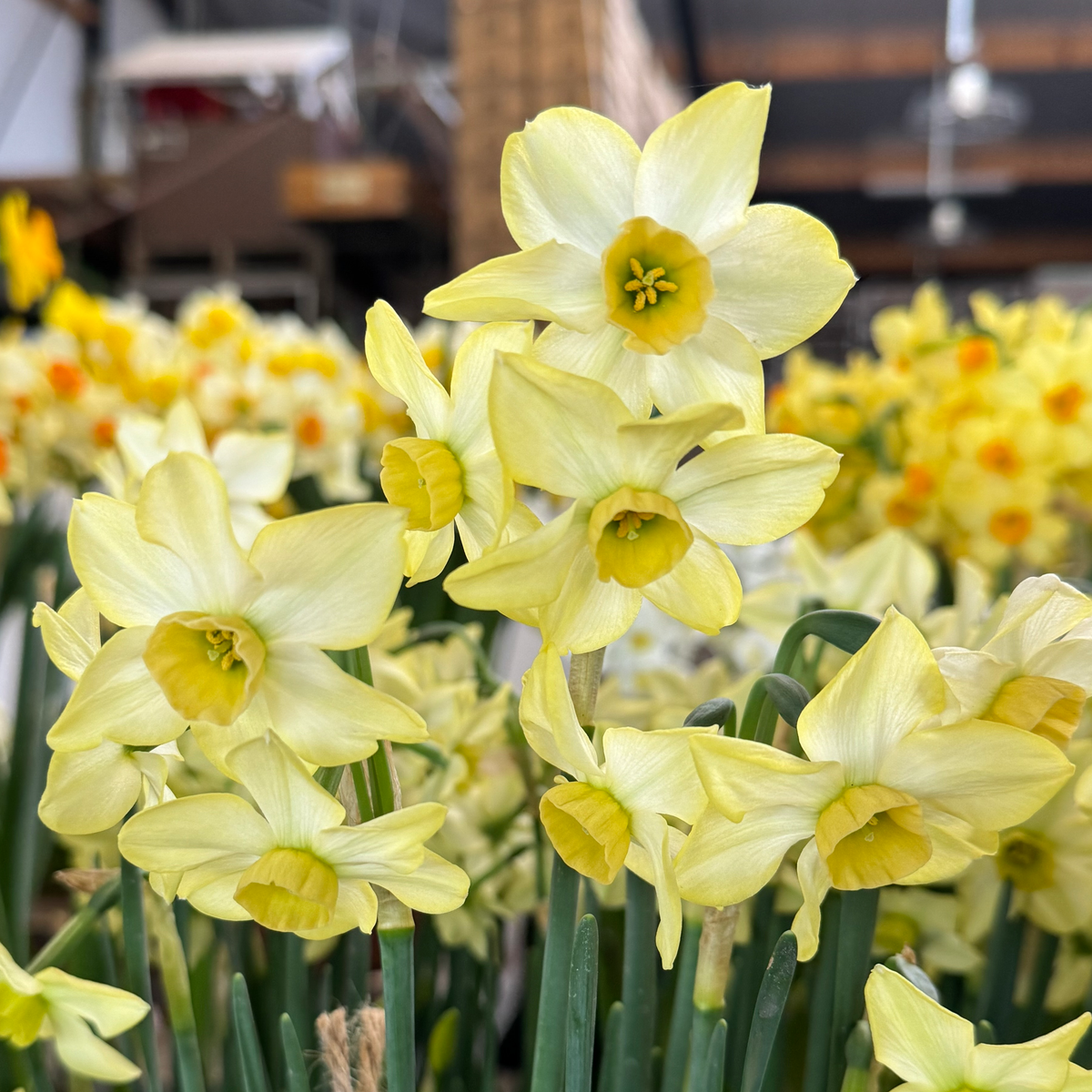 Daffodil Hunters Dawn