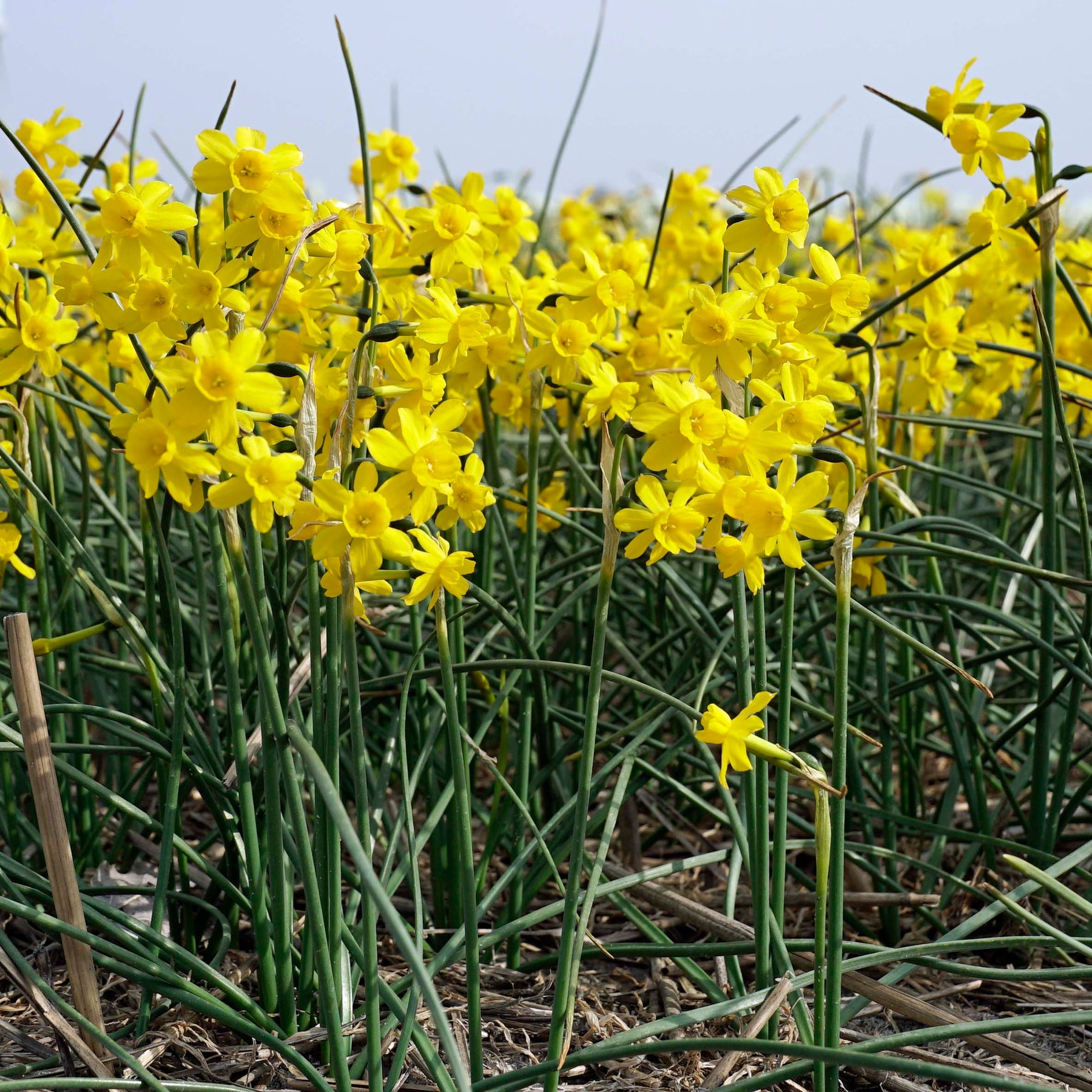 Narcissus willkommii | Yellow miniature Daffodil